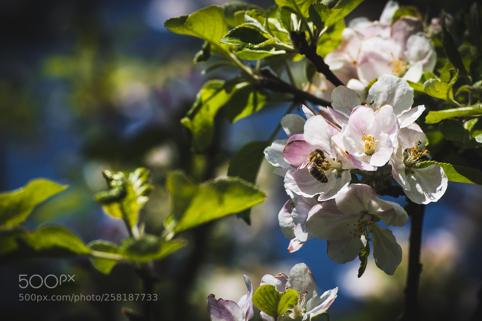 Nikon D7200 sample photo. Bee photography