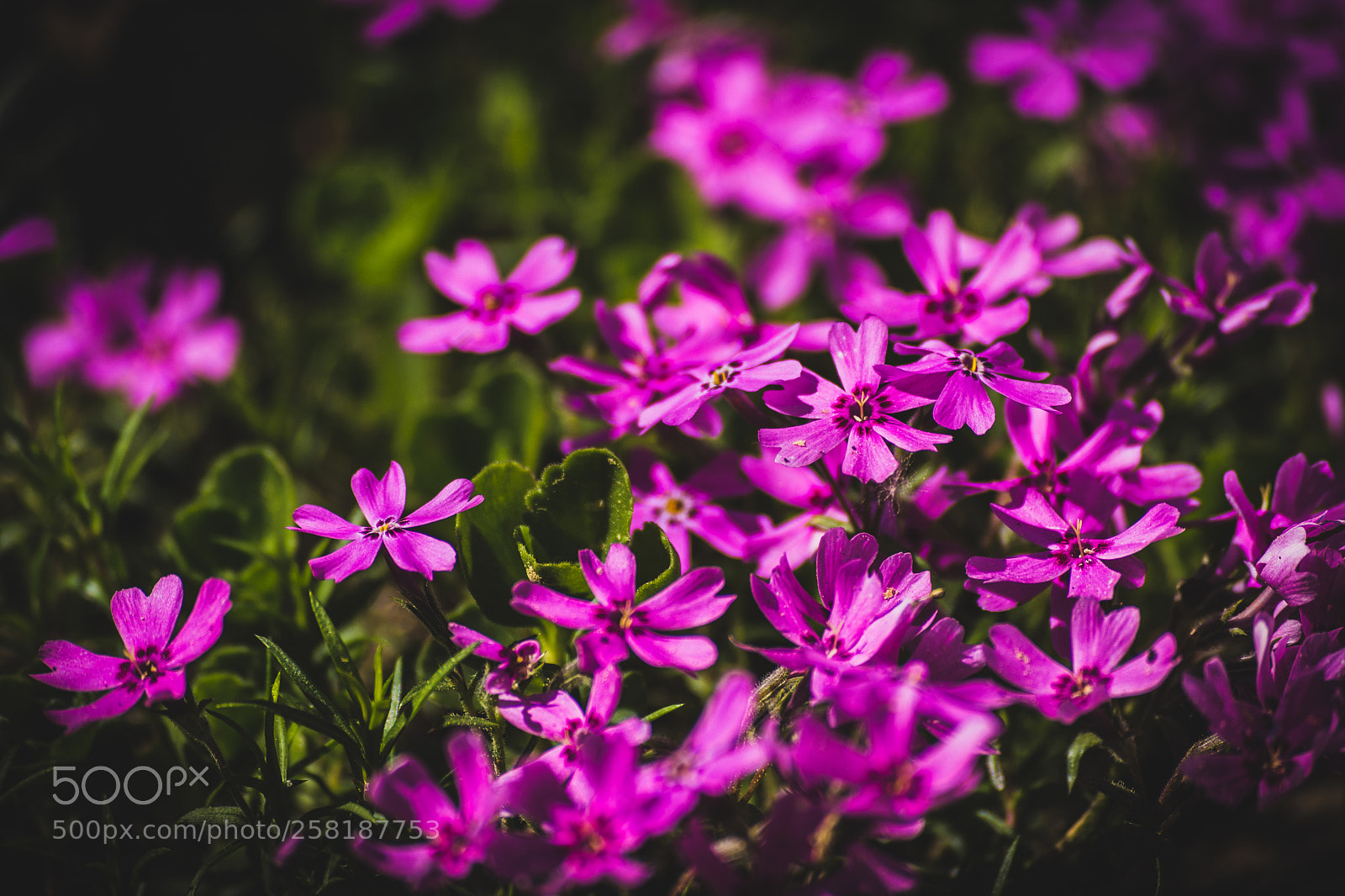 Nikon D7200 sample photo. Purple photography