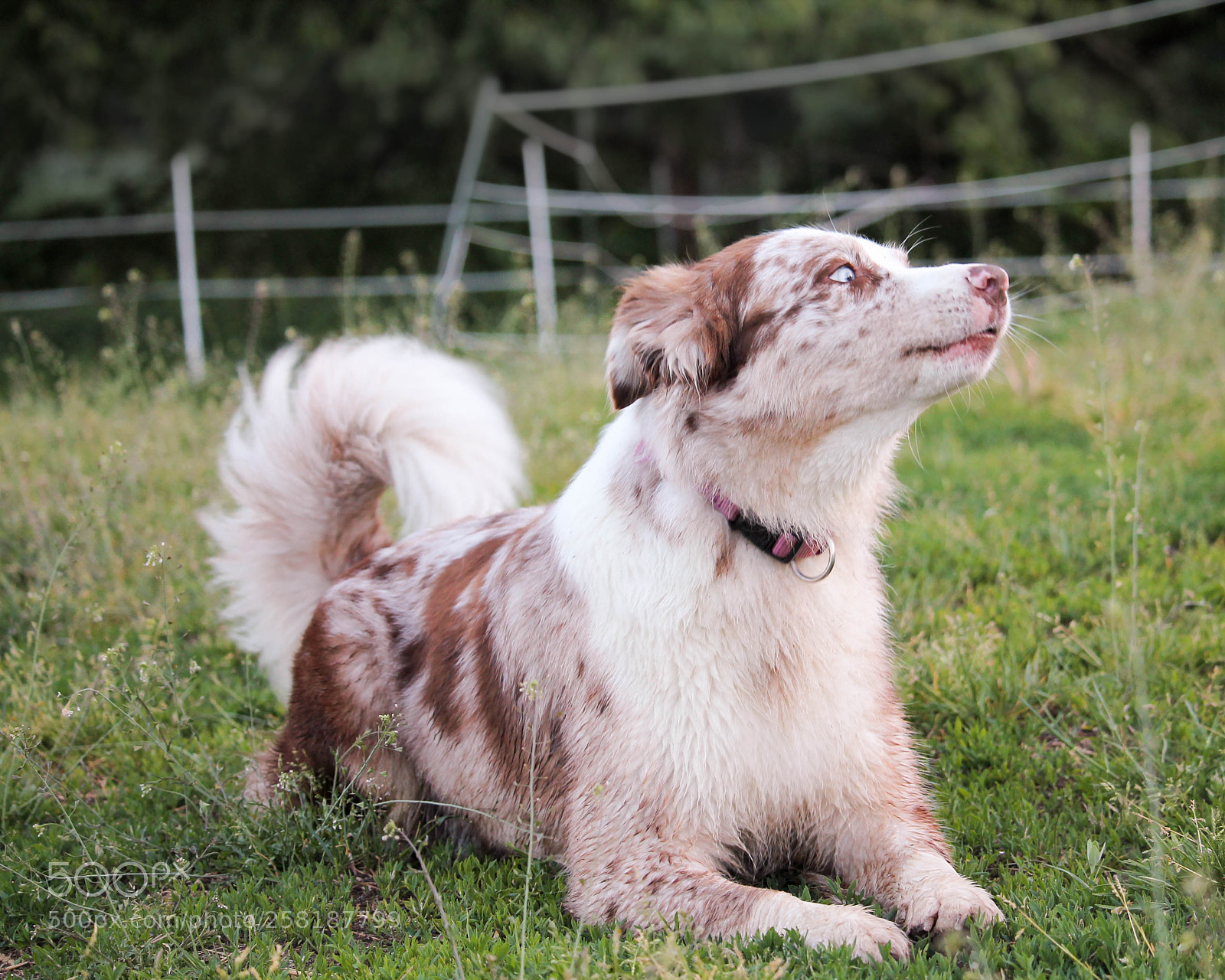 Canon EOS 1100D (EOS Rebel T3 / EOS Kiss X50) sample photo. Dog and grass photography