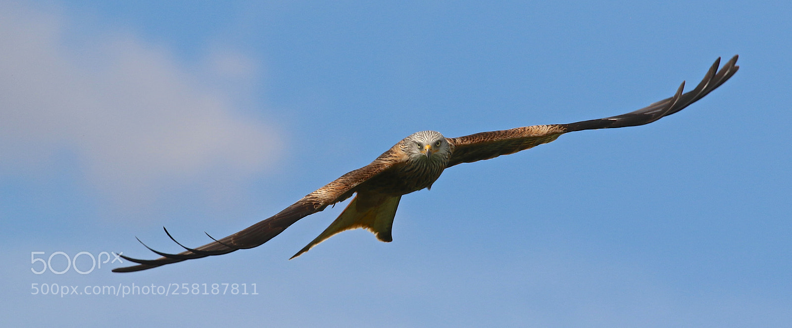 Canon EOS 7D Mark II sample photo. Red kite photography