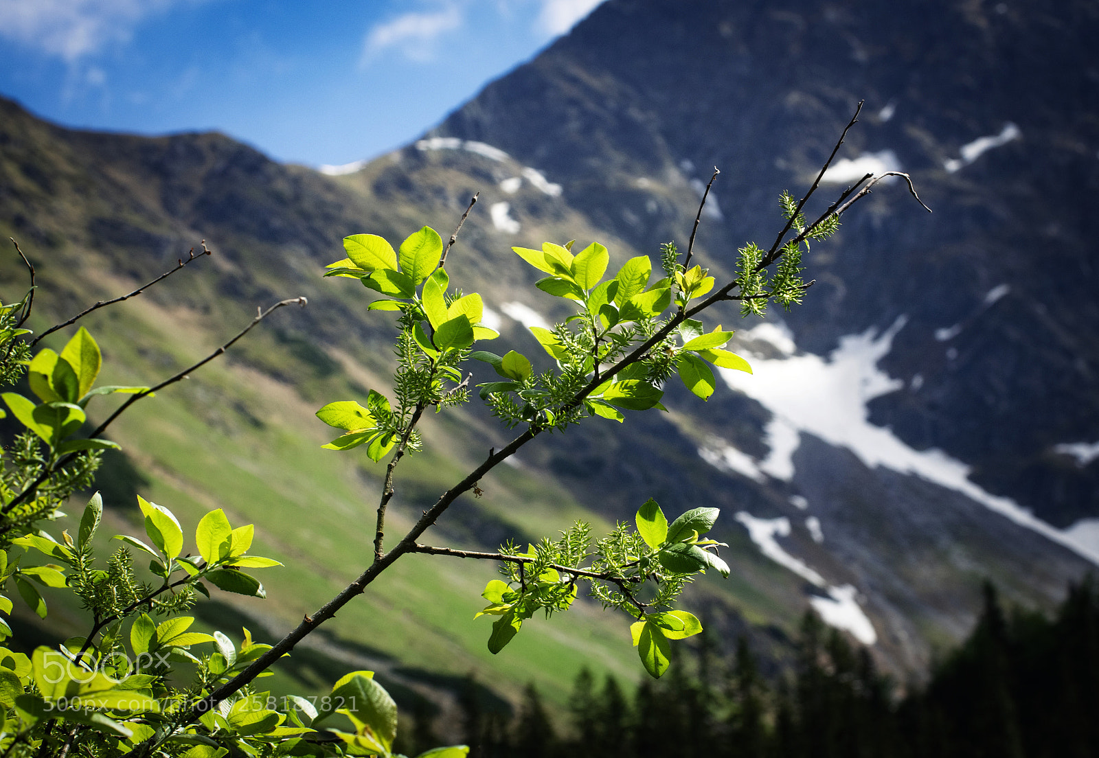 Nikon D5500 sample photo. Willow twig with a photography