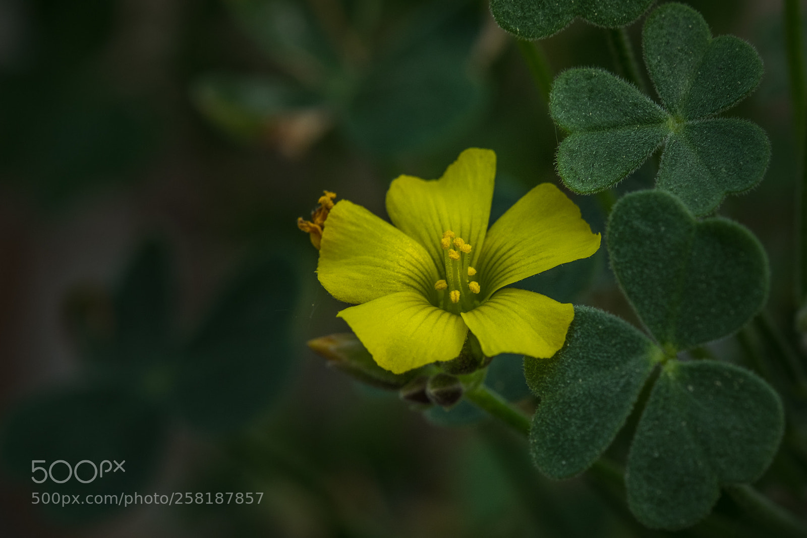 Fujifilm X-T1 sample photo. Oxalis gigantea photography