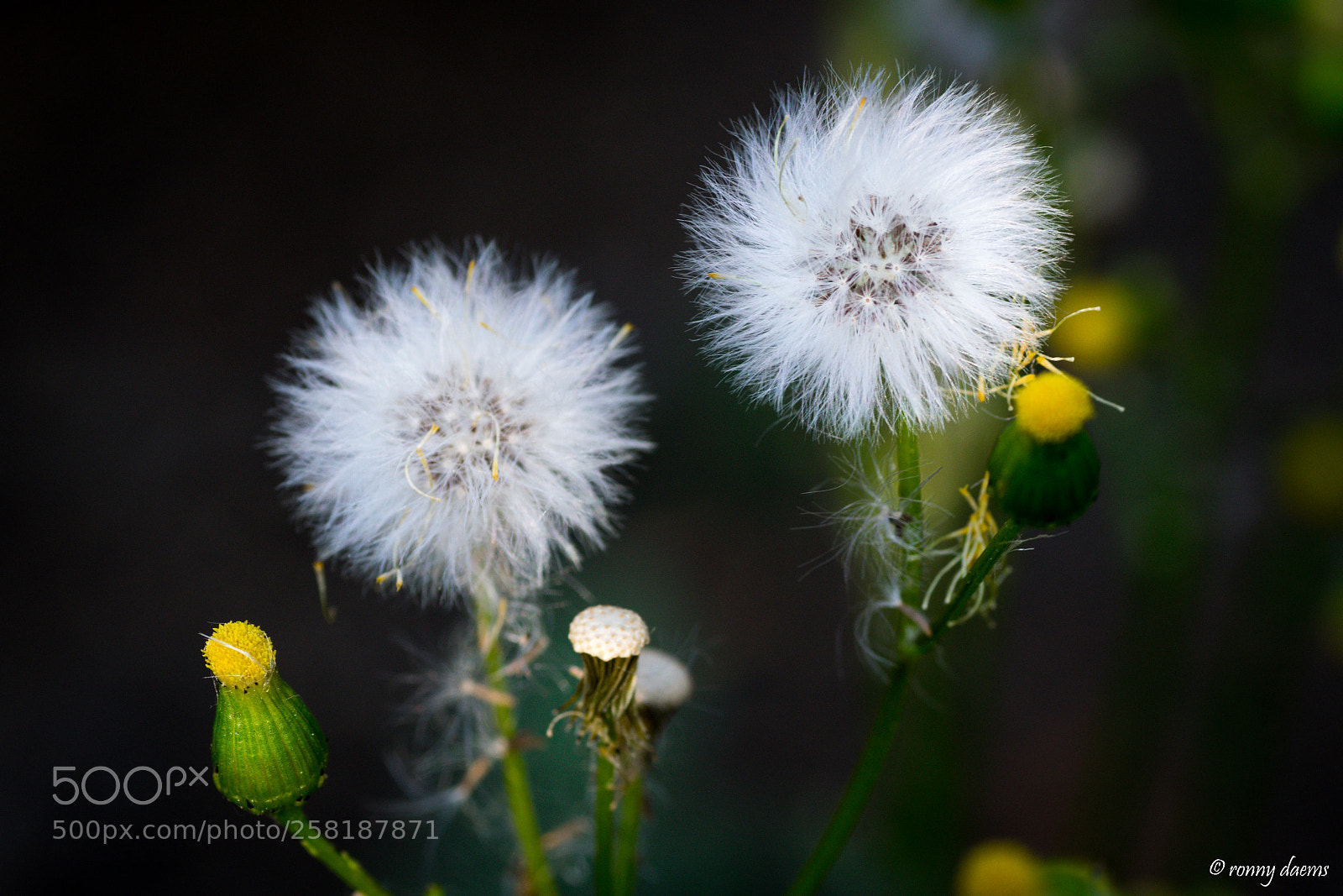 Nikon D5300 sample photo. Paardenbloem photography
