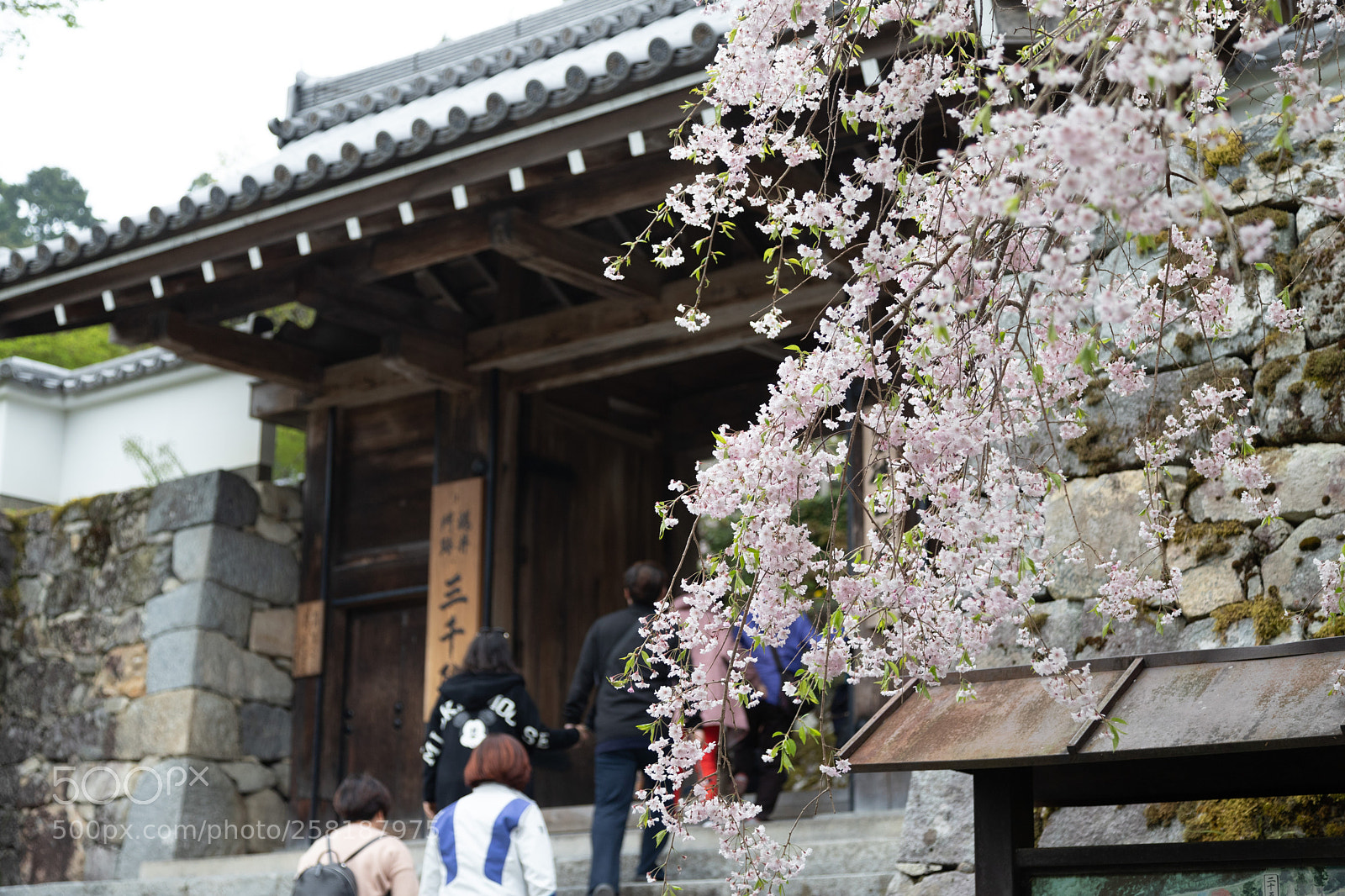 Canon EOS 6D Mark II sample photo. 三千院御殿門の桜 photography