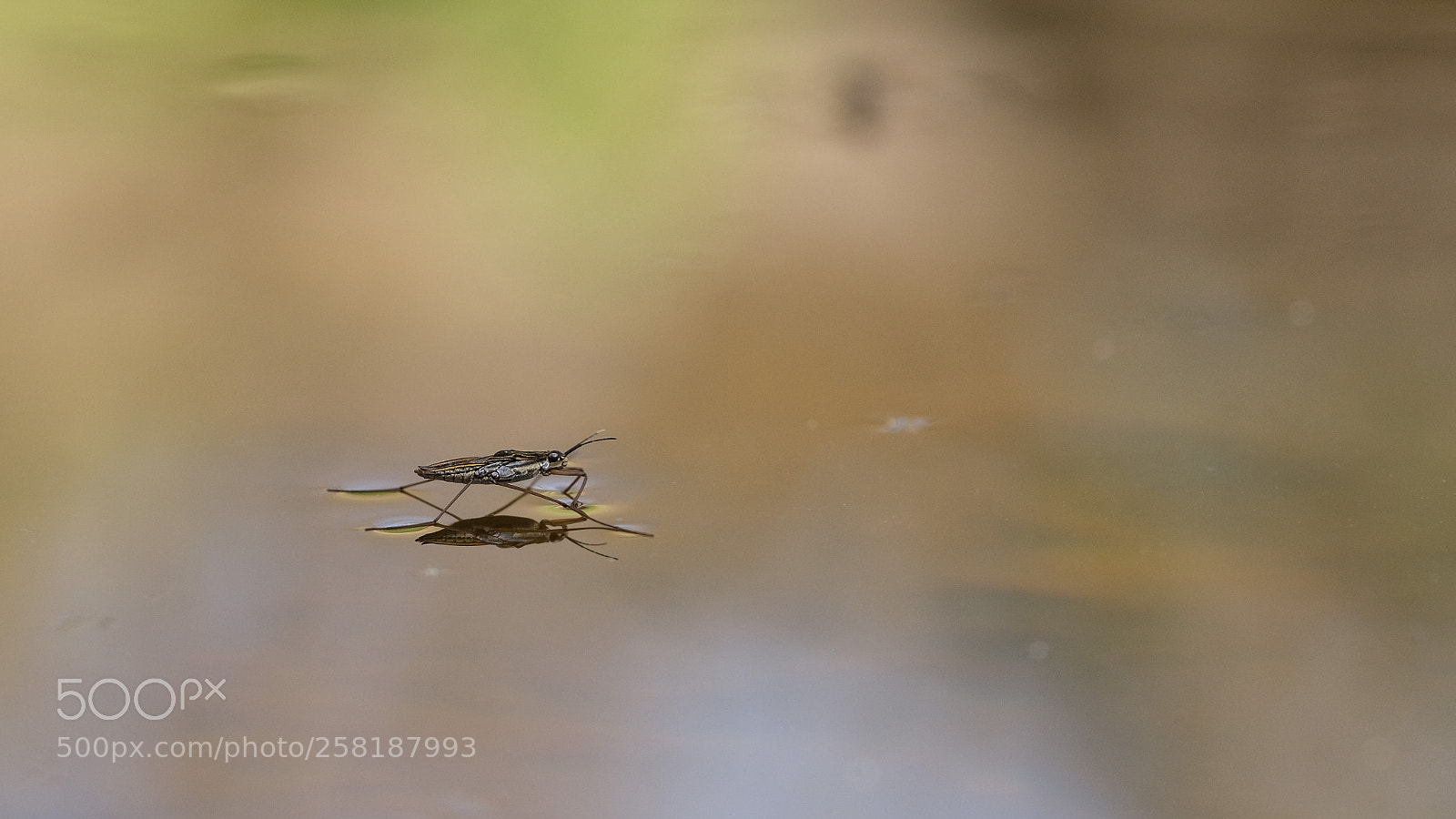 Fujifilm X-T2 sample photo. Sandpiper photography