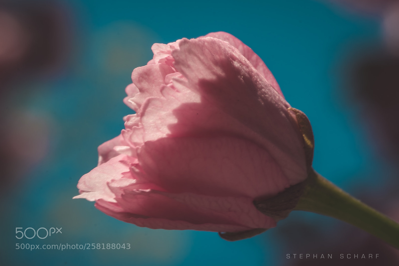 Fujifilm X-T10 sample photo. Japanese cherry photography