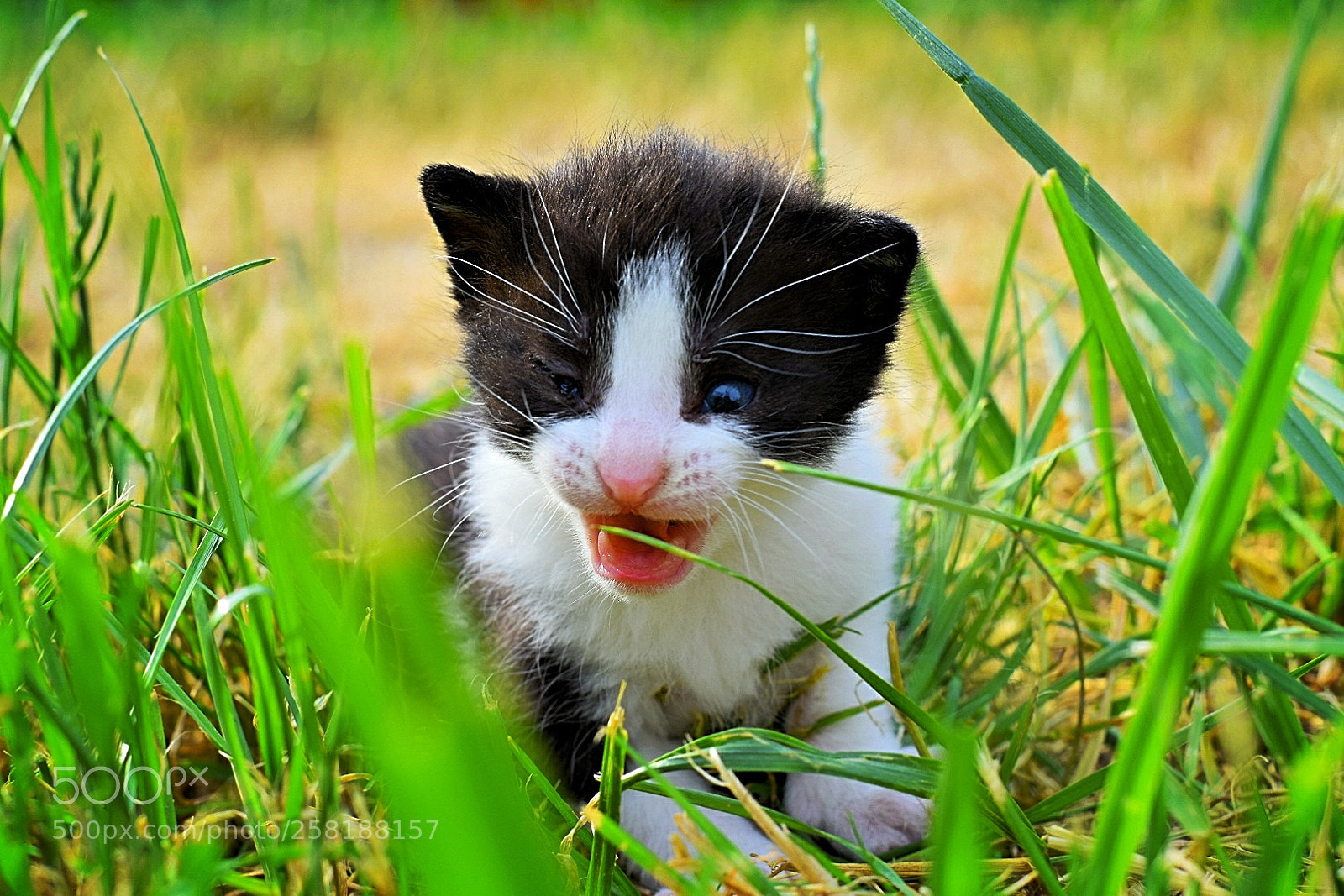 Nikon D5300 sample photo. Ich kann schon br photography