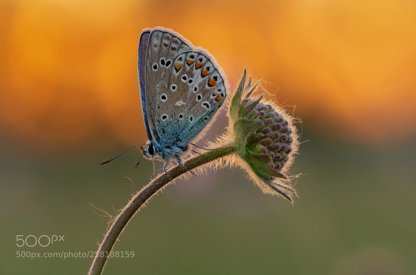 Nikon D7500 sample photo. Blue in backlight photography