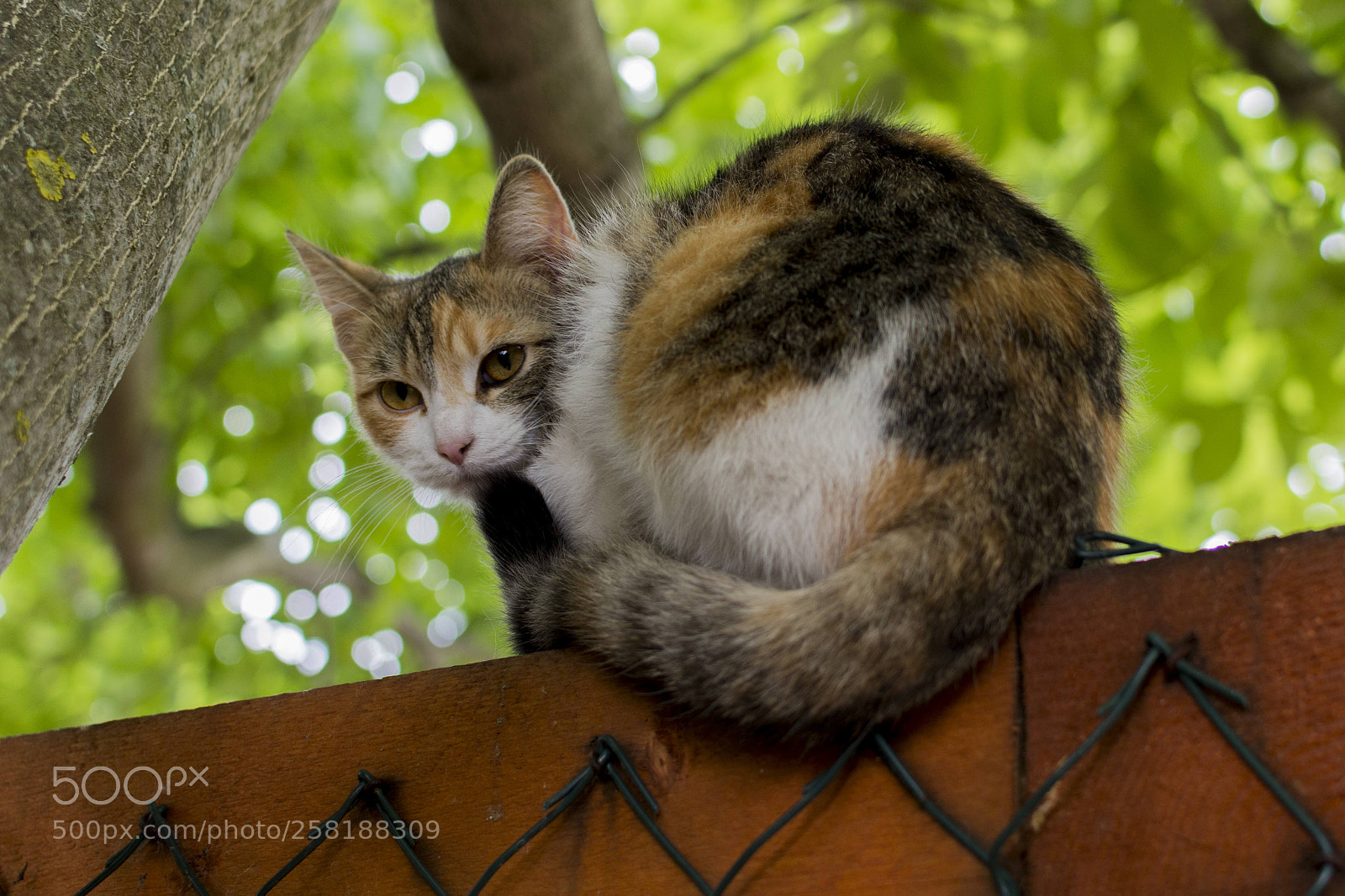Nikon D7100 sample photo. Cat photography