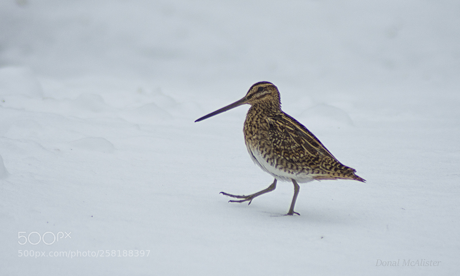 Nikon D7200 sample photo. Snipe photography