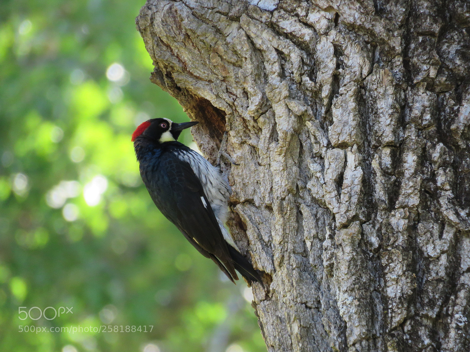Canon PowerShot SX60 HS sample photo. Acorn woodpecker photography