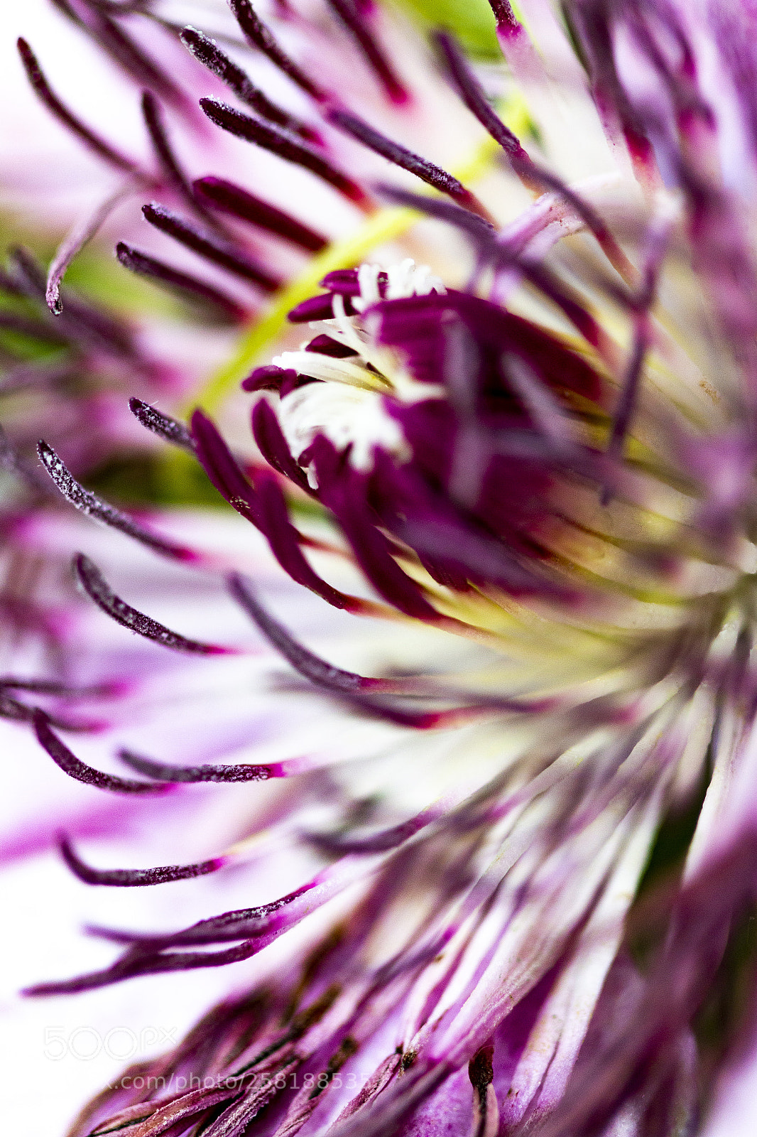 Canon EOS 70D sample photo. In the garden photography