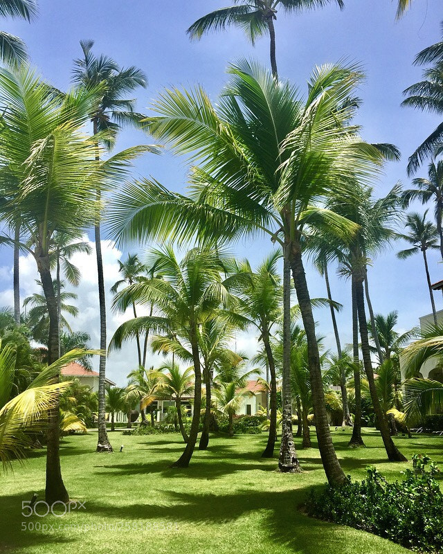 Apple iPhone 6 sample photo. Palm tree life photography