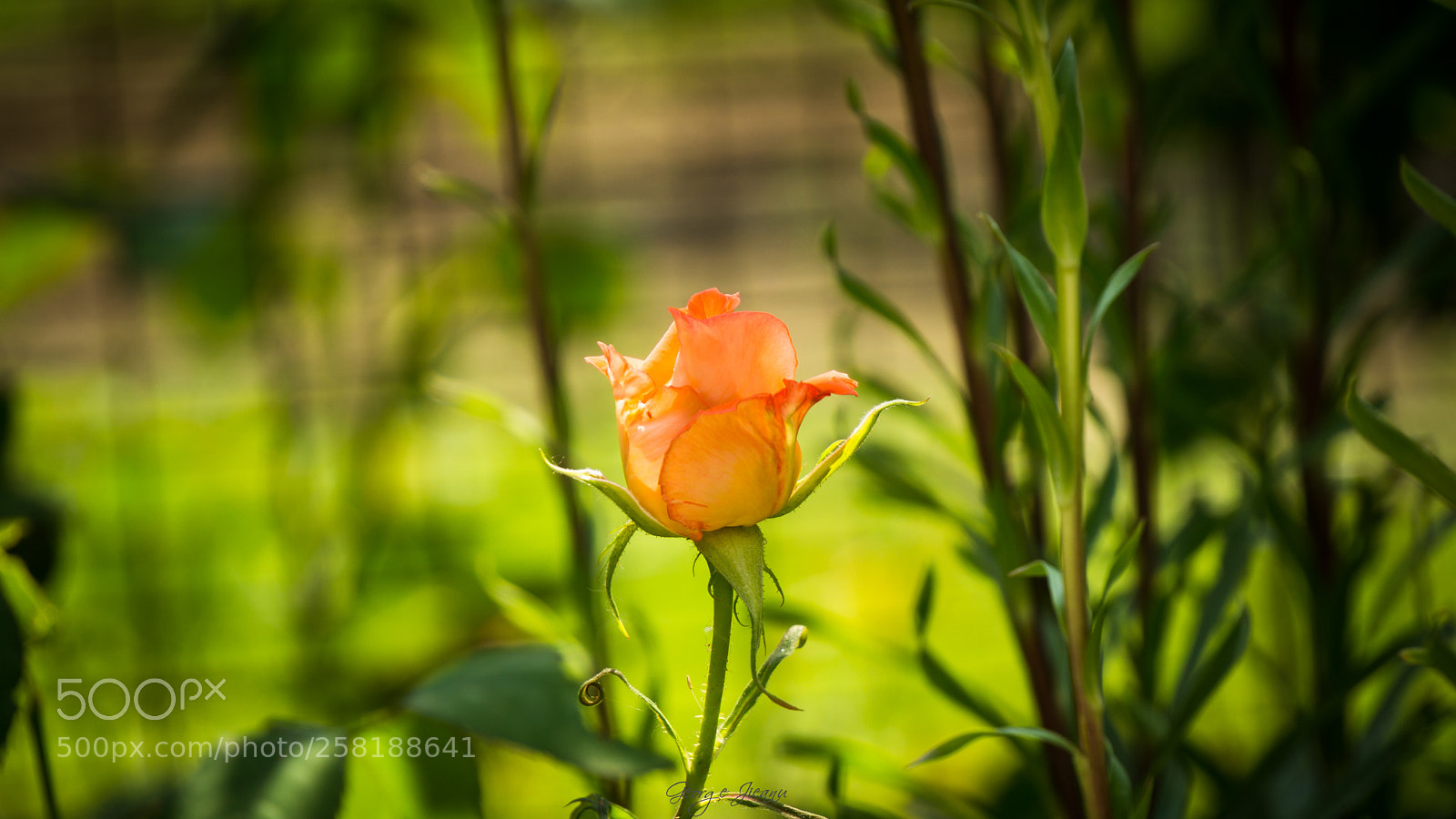 Sony a6000 sample photo. No red rose photography