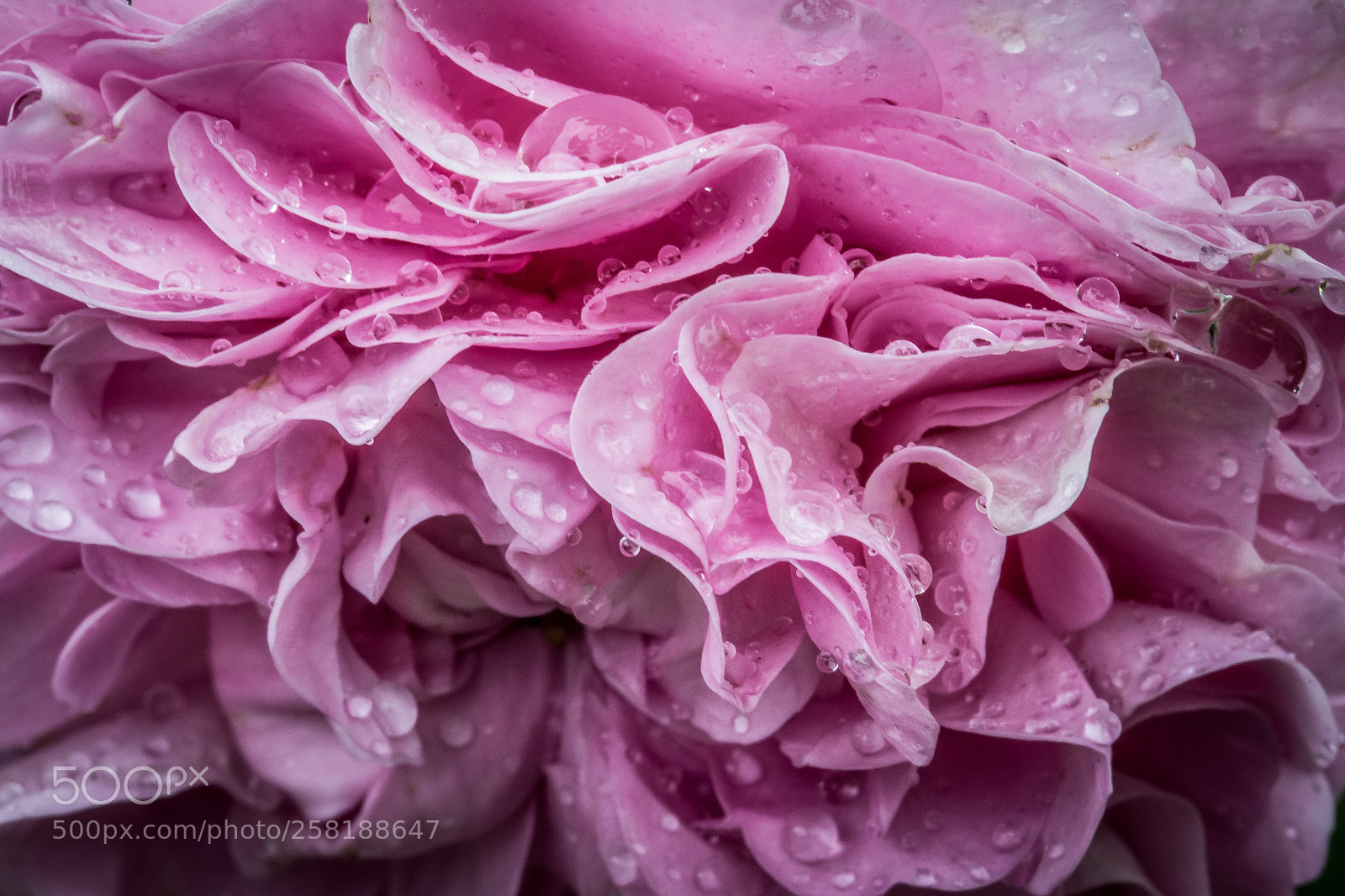 Canon EOS 6D sample photo. Rose2 photography