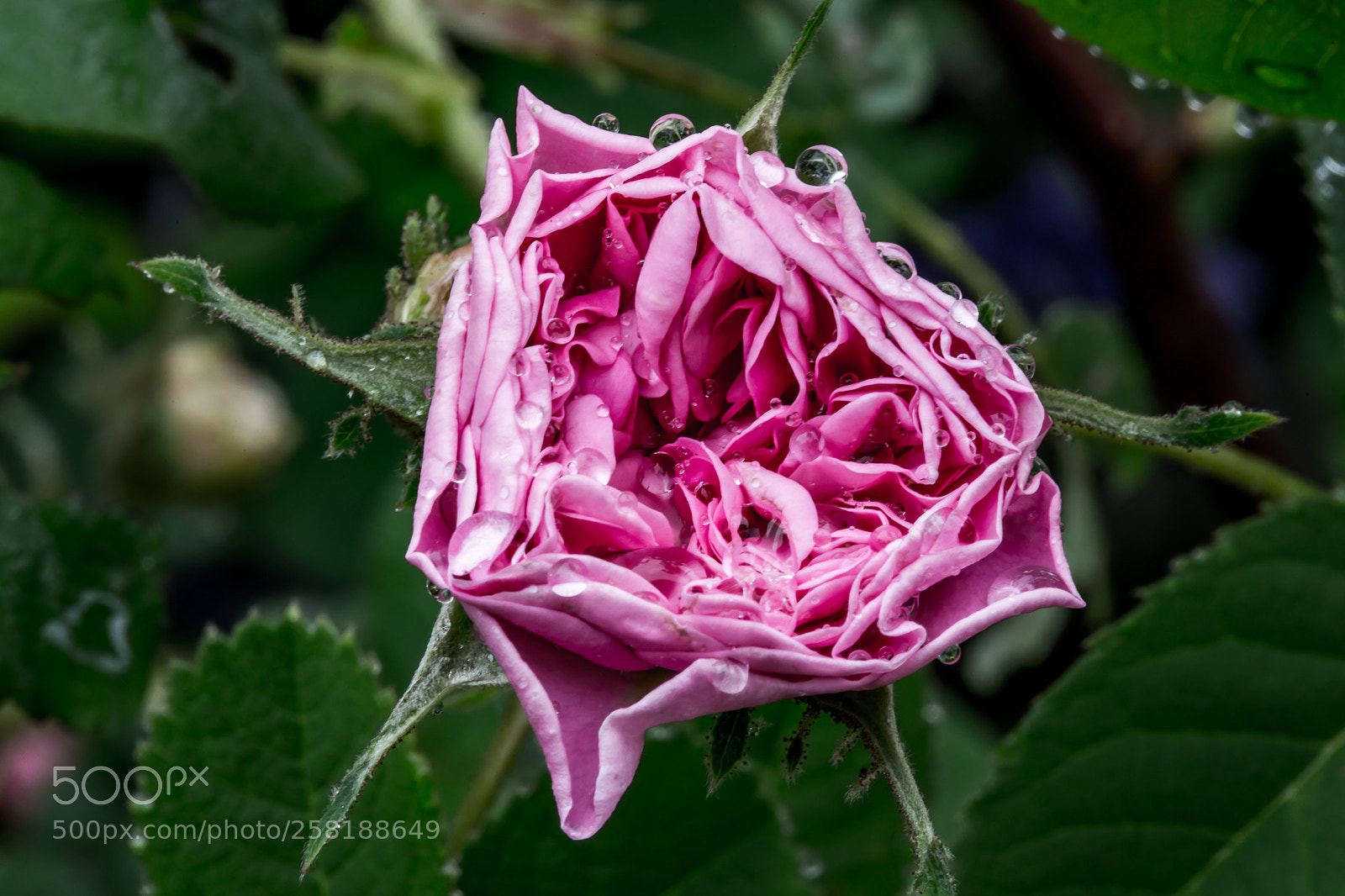 Canon EOS 6D sample photo. Rose1 photography