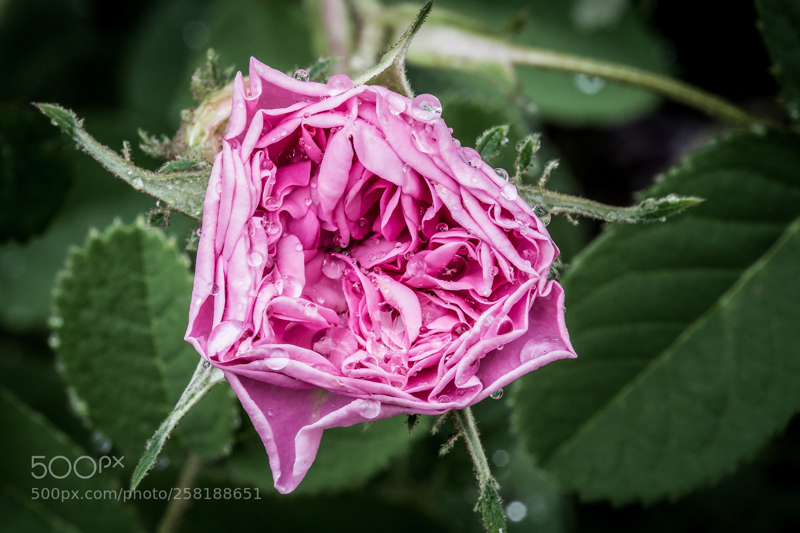 Canon EOS 6D sample photo. Rose3 photography