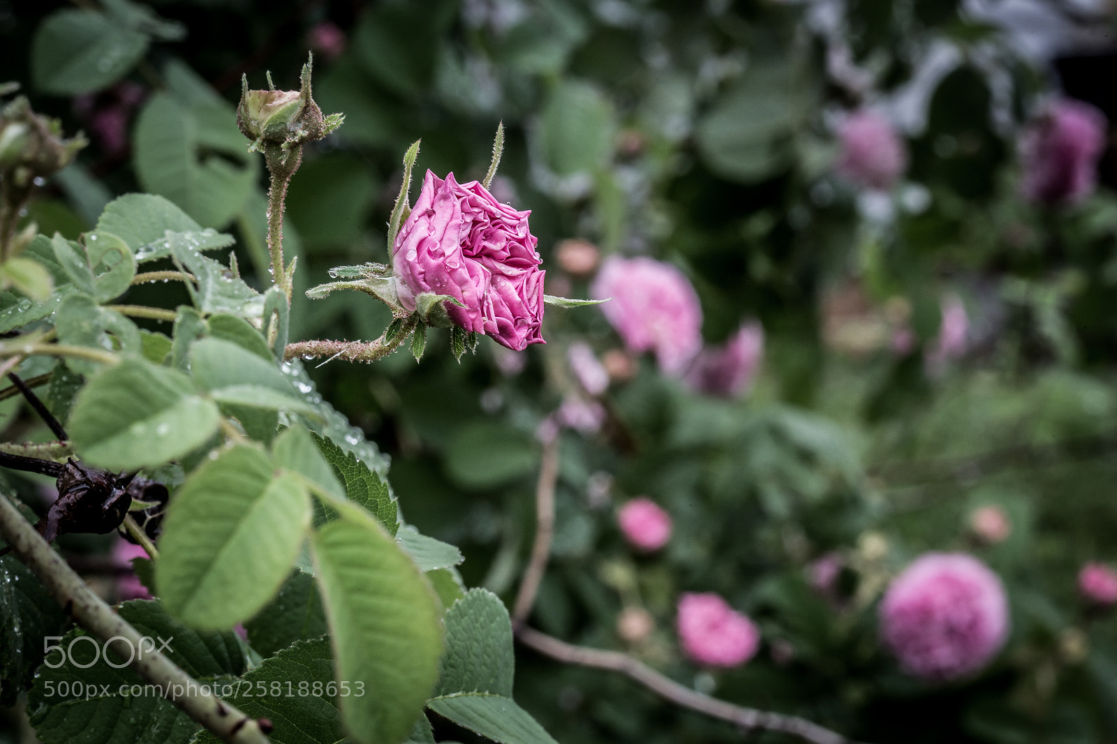 Canon EOS 6D sample photo. Rose4 photography