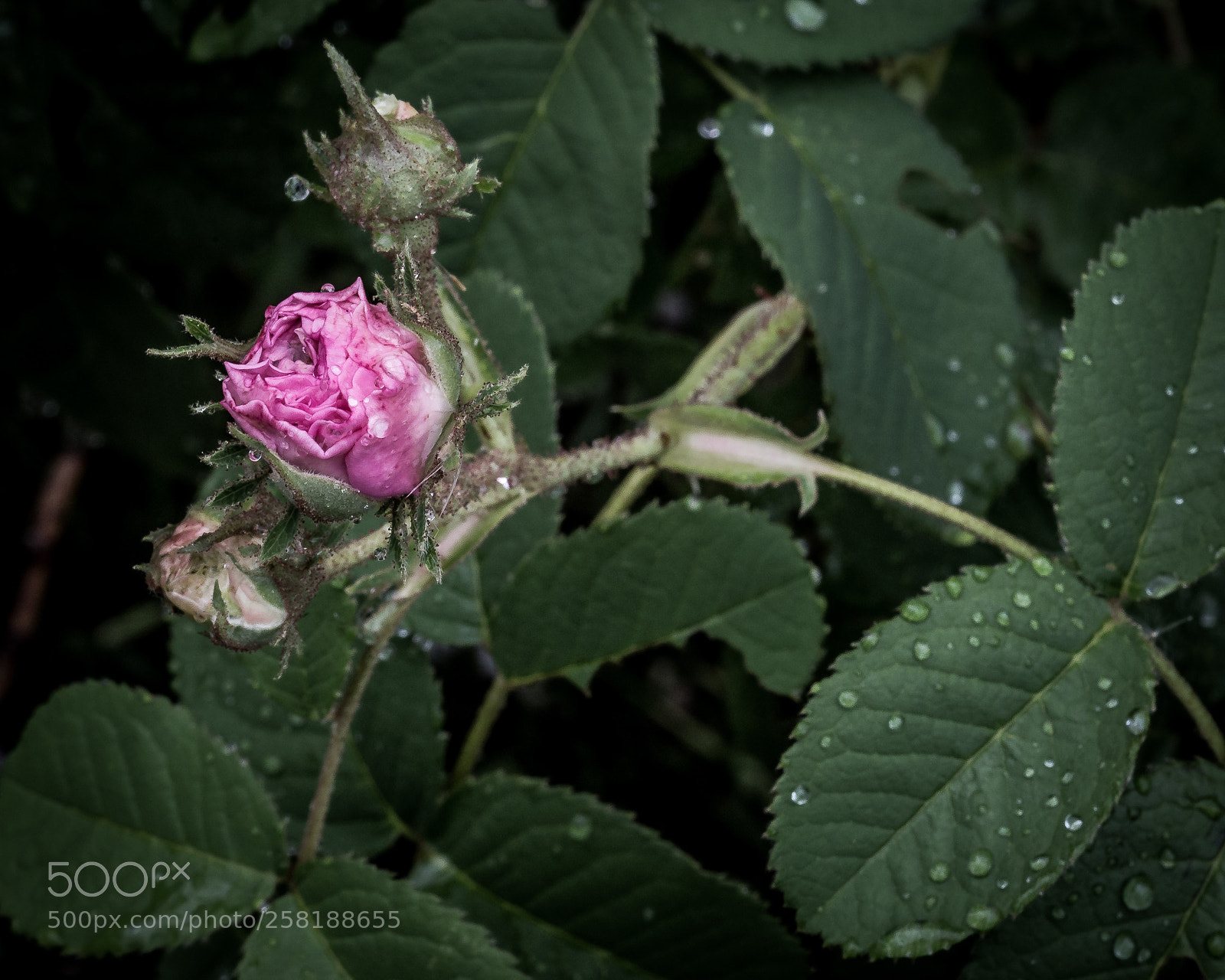 Canon EOS 6D sample photo. Rose5 photography