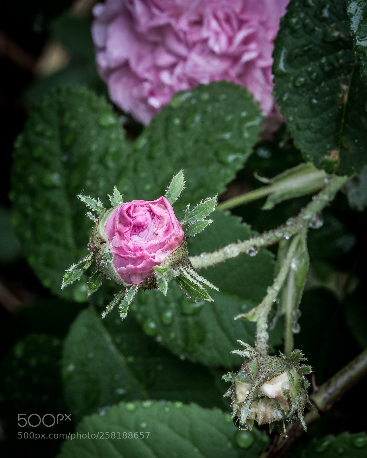 Canon EOS 6D sample photo. Rose8 photography