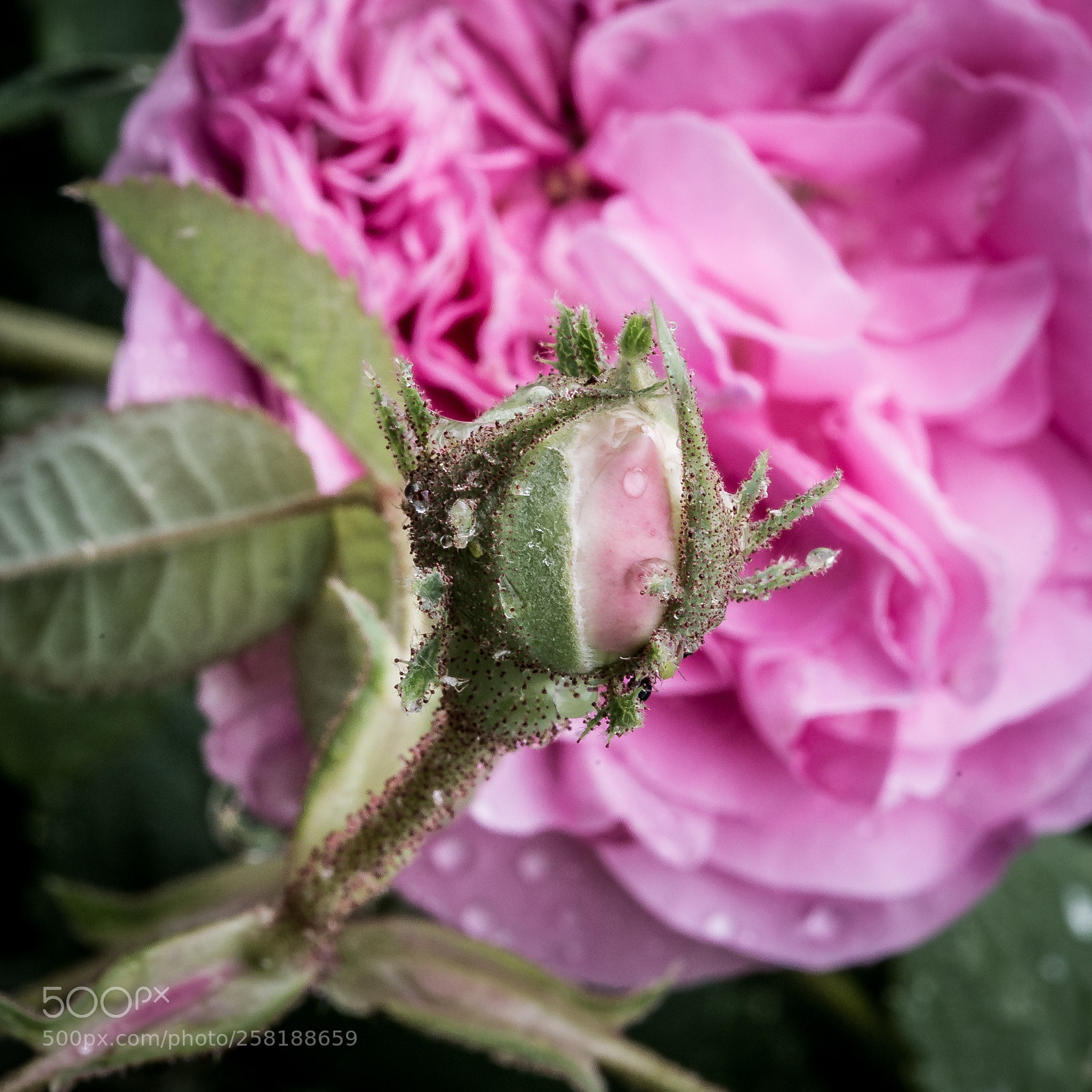 Canon EOS 6D sample photo. Rose6 photography