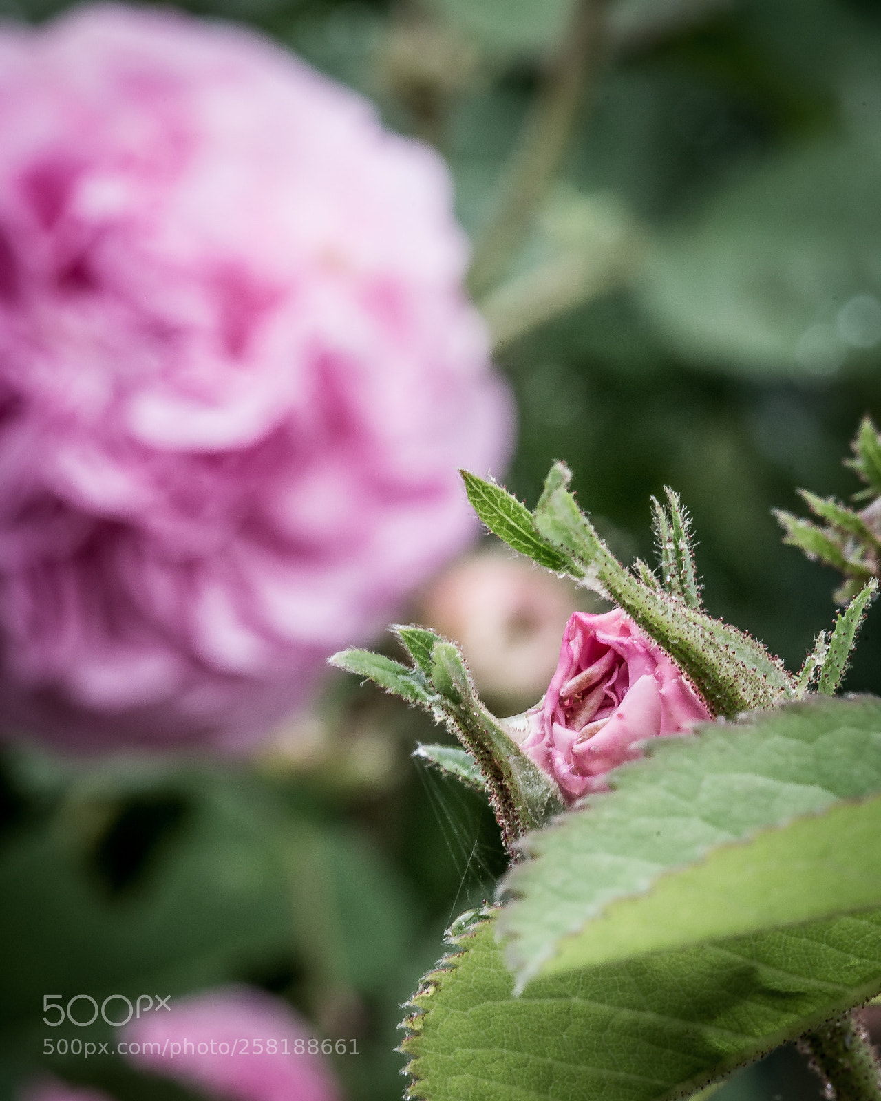 Canon EOS 6D sample photo. Rose7 photography