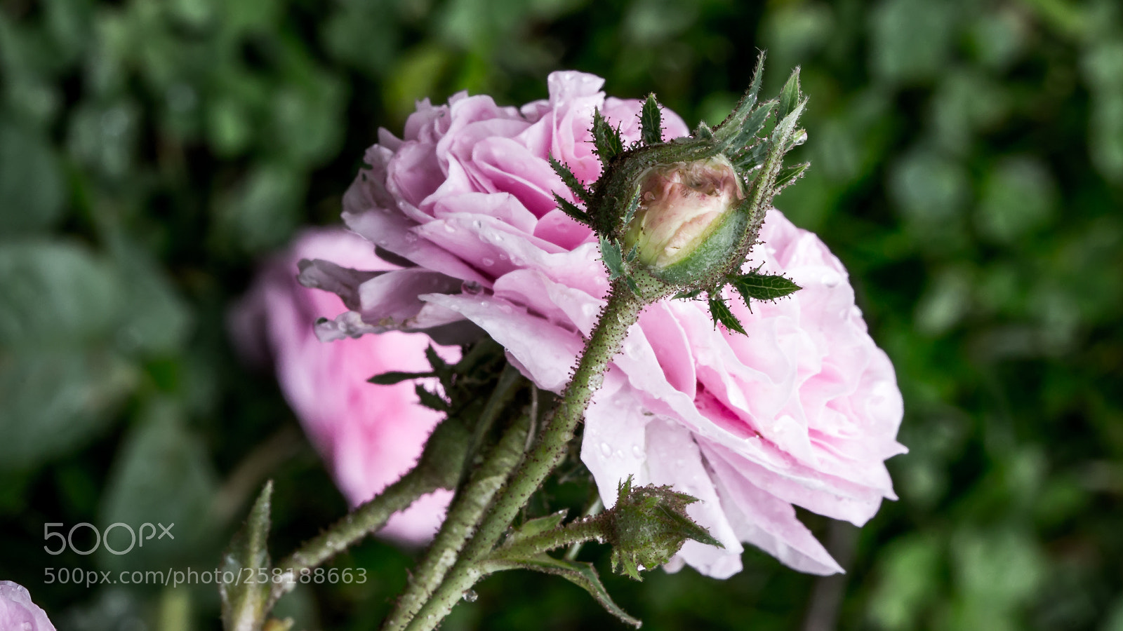 Canon EOS 6D sample photo. Rose11 photography