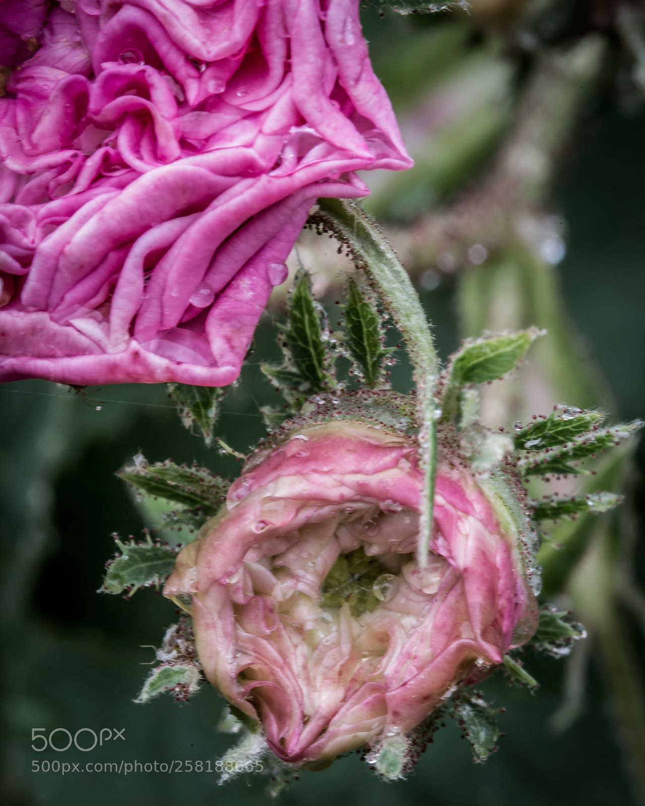 Canon EOS 6D sample photo. Rose9 photography
