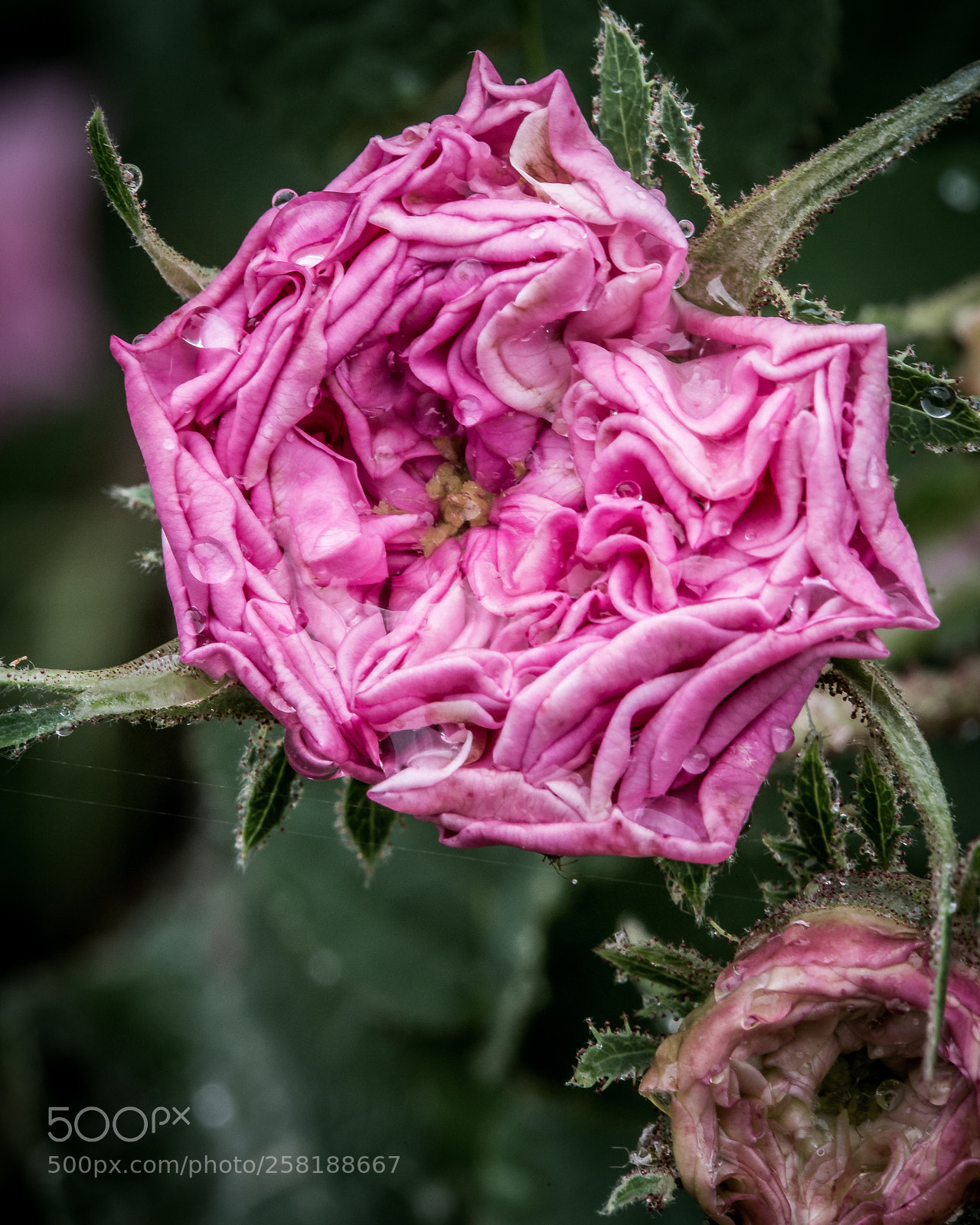 Canon EOS 6D sample photo. Rose10 photography