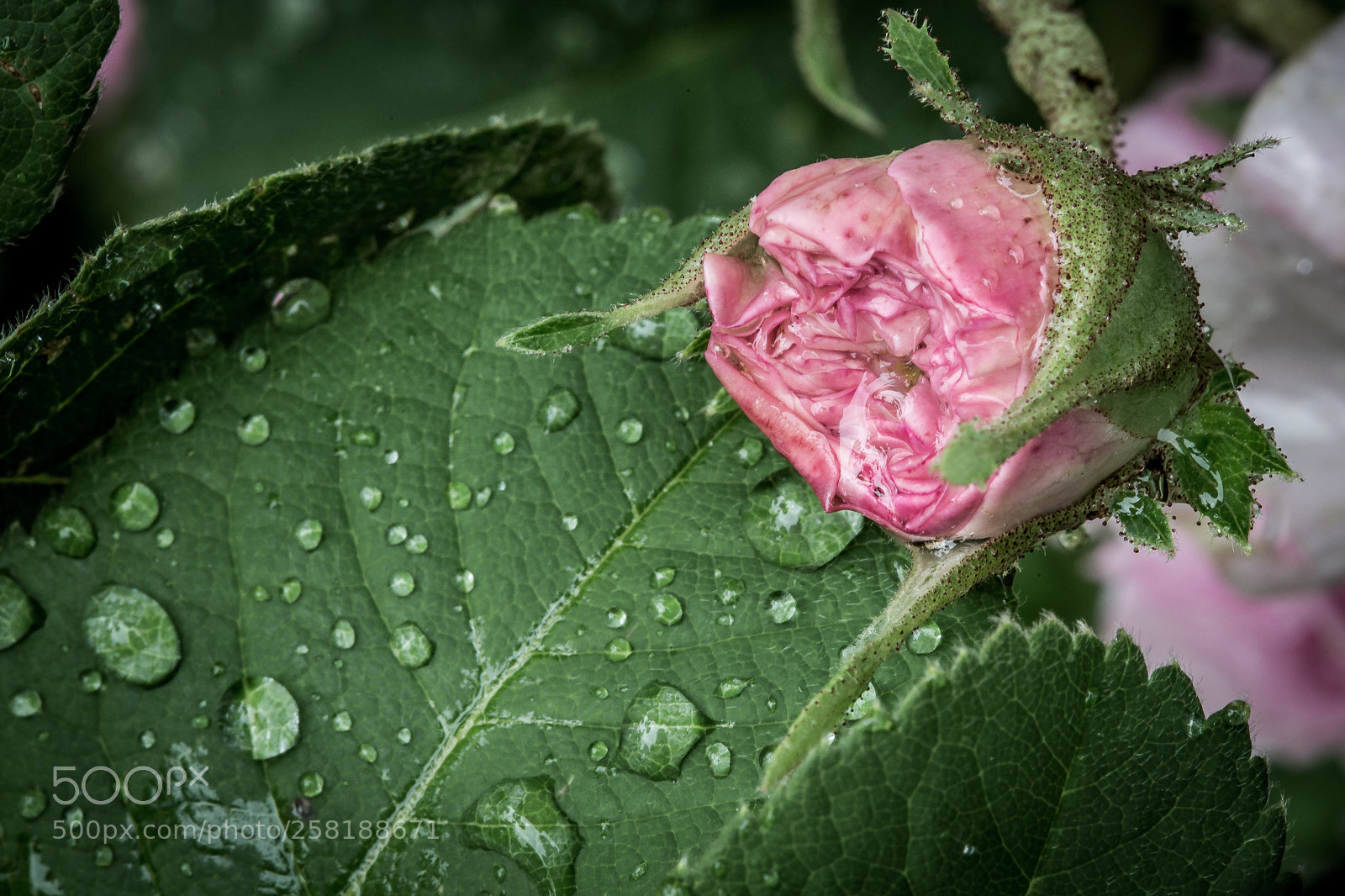 Canon EOS 6D sample photo. Rose13 photography