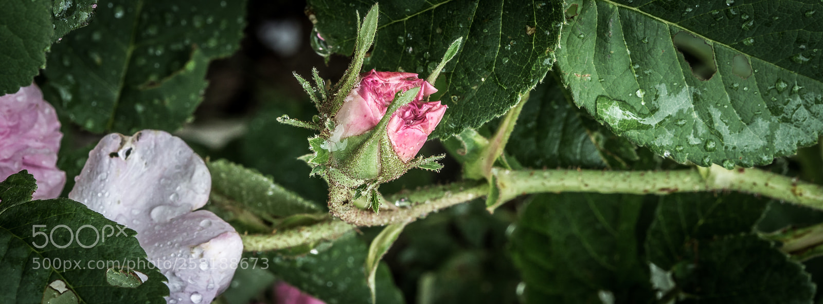 Canon EOS 6D sample photo. Rose12 photography