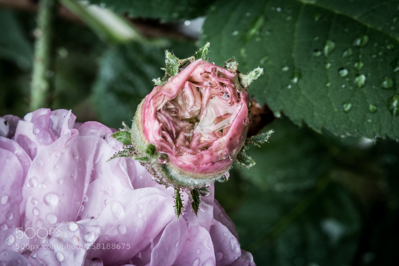Canon EOS 6D sample photo. Rose14 photography
