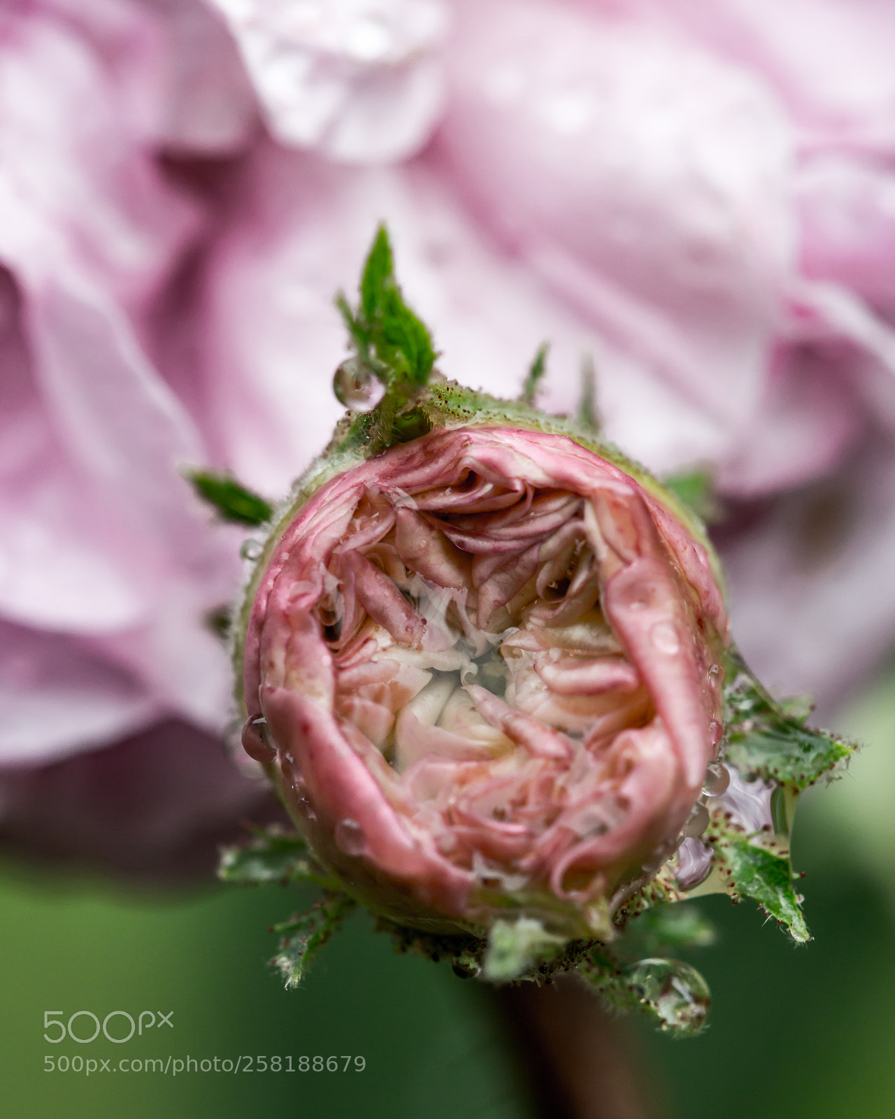 Canon EOS 6D sample photo. Rose15 photography