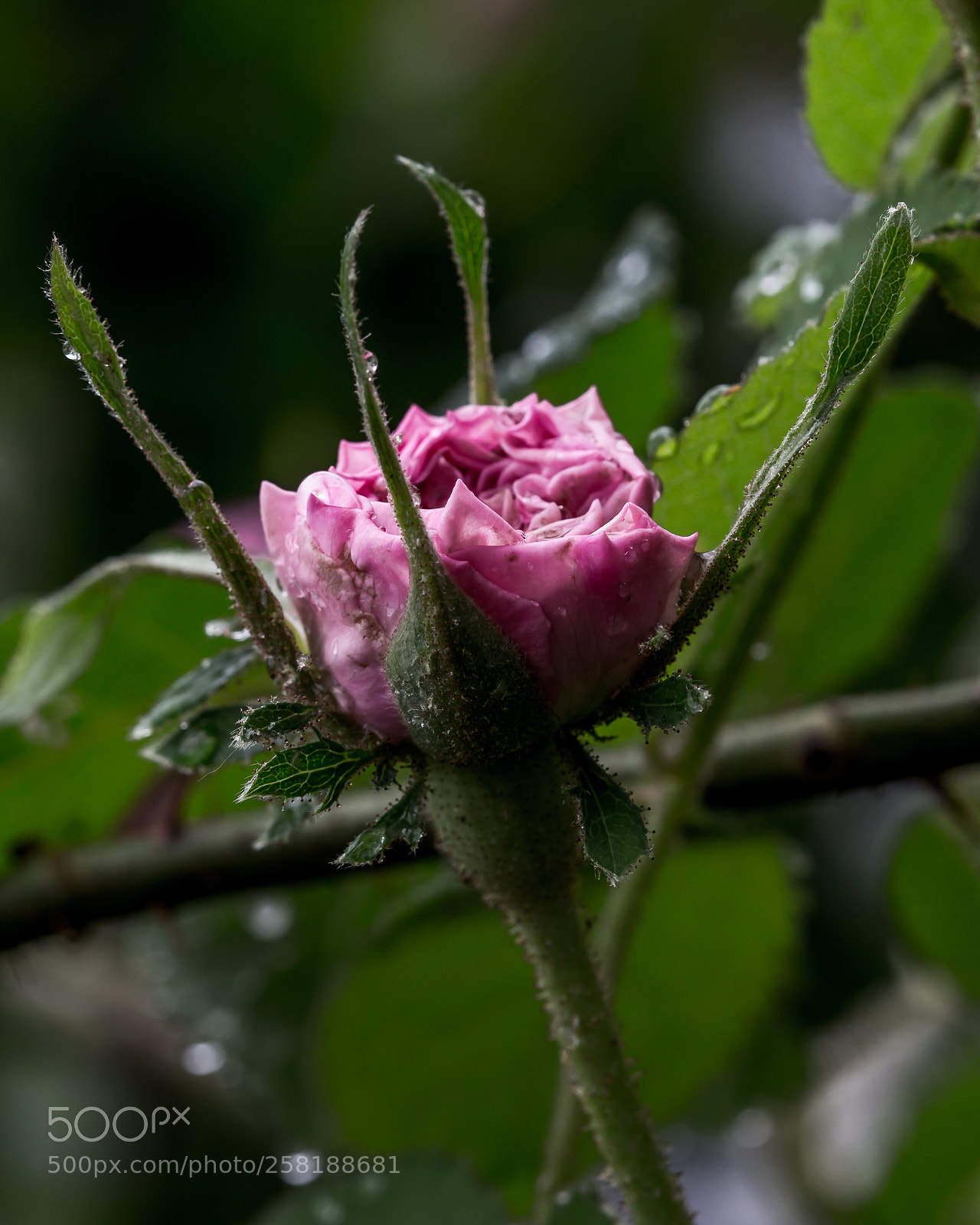 Canon EOS 6D sample photo. Rose16 photography
