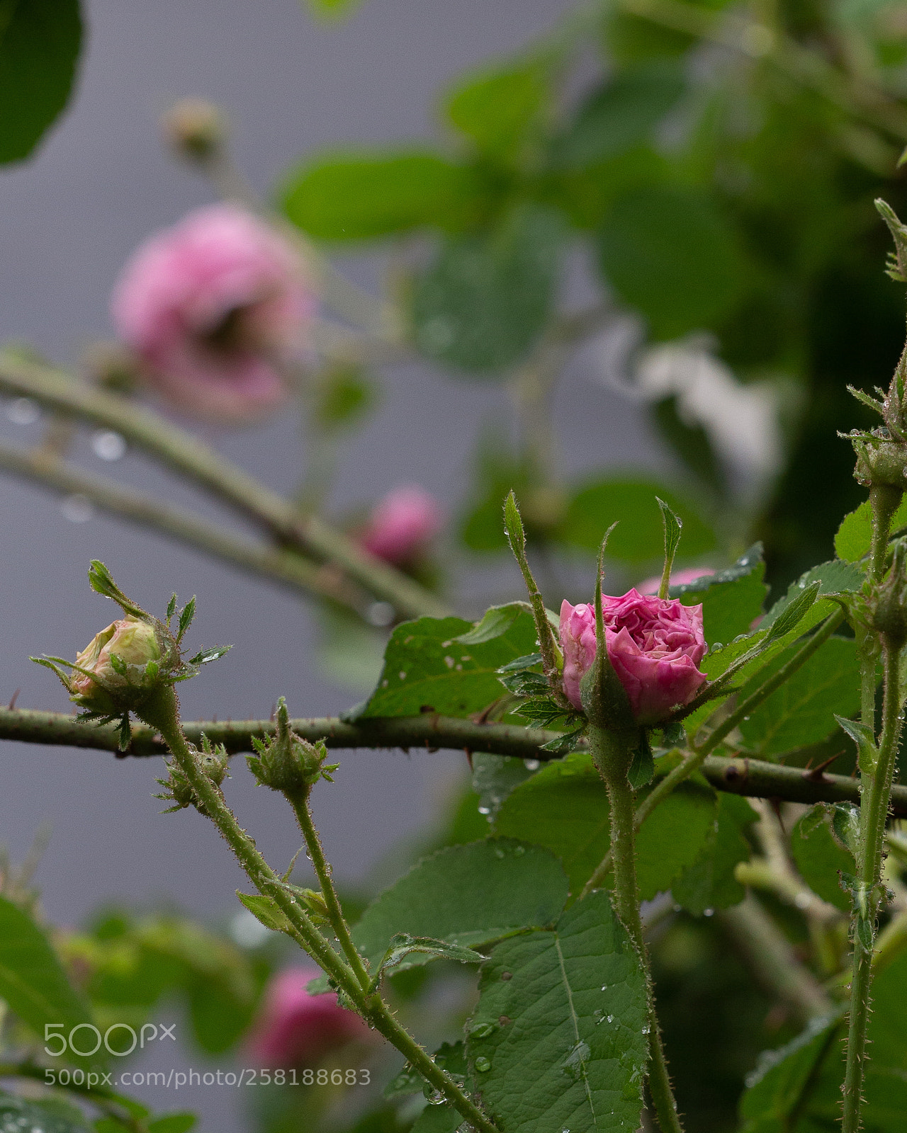 Canon EOS 6D sample photo. Rose19 photography