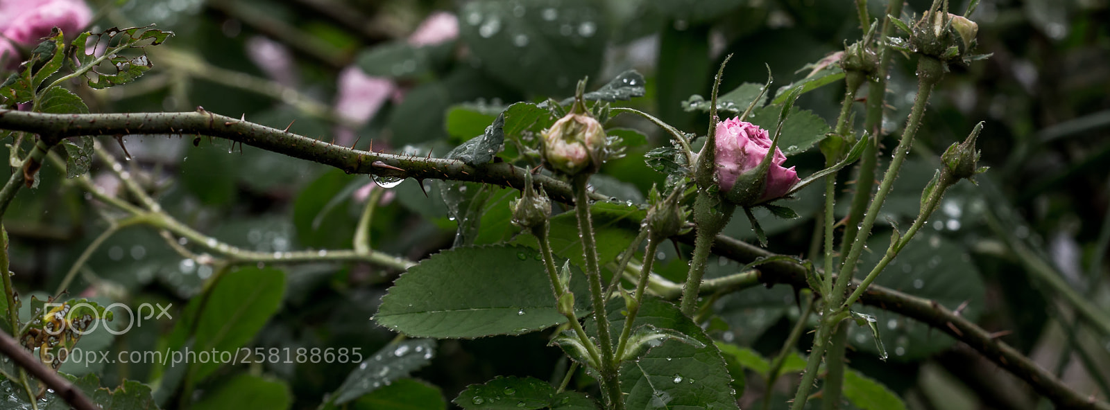Canon EOS 6D sample photo. Rose20 photography
