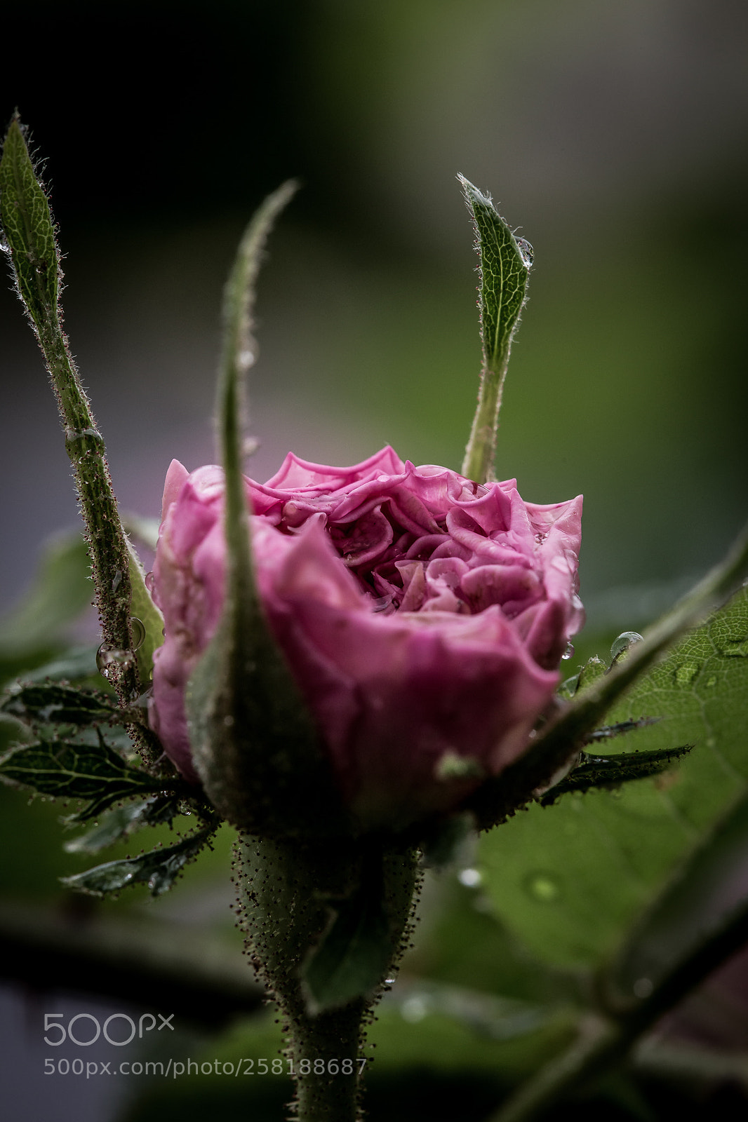 Canon EOS 6D sample photo. Rpse17 photography