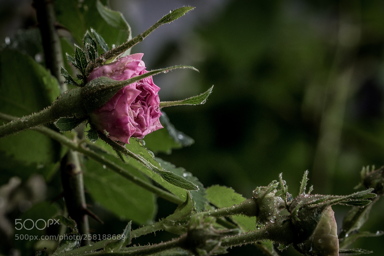 Canon EOS 6D sample photo. Rose18 photography