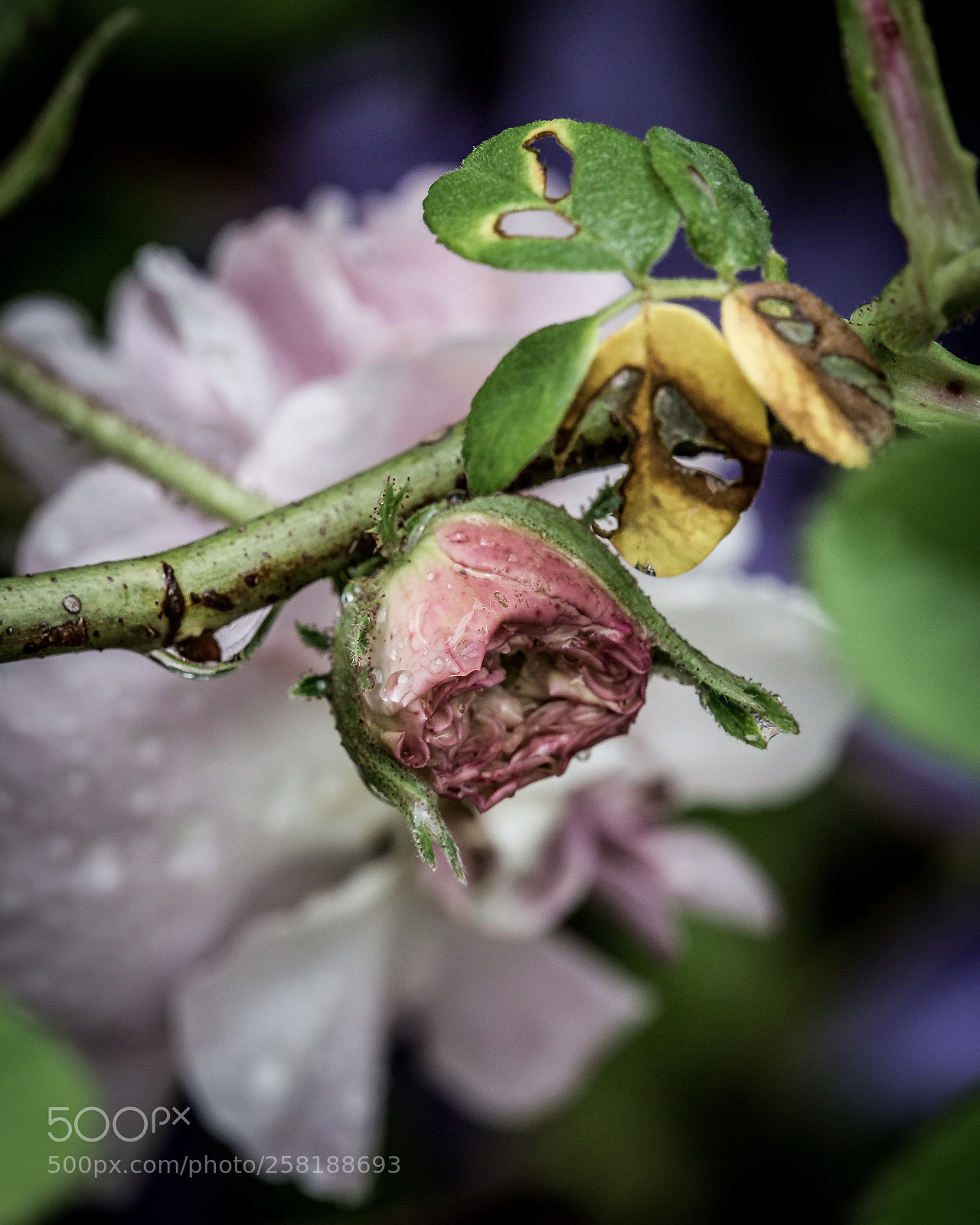 Canon EOS 6D sample photo. Rose21 photography