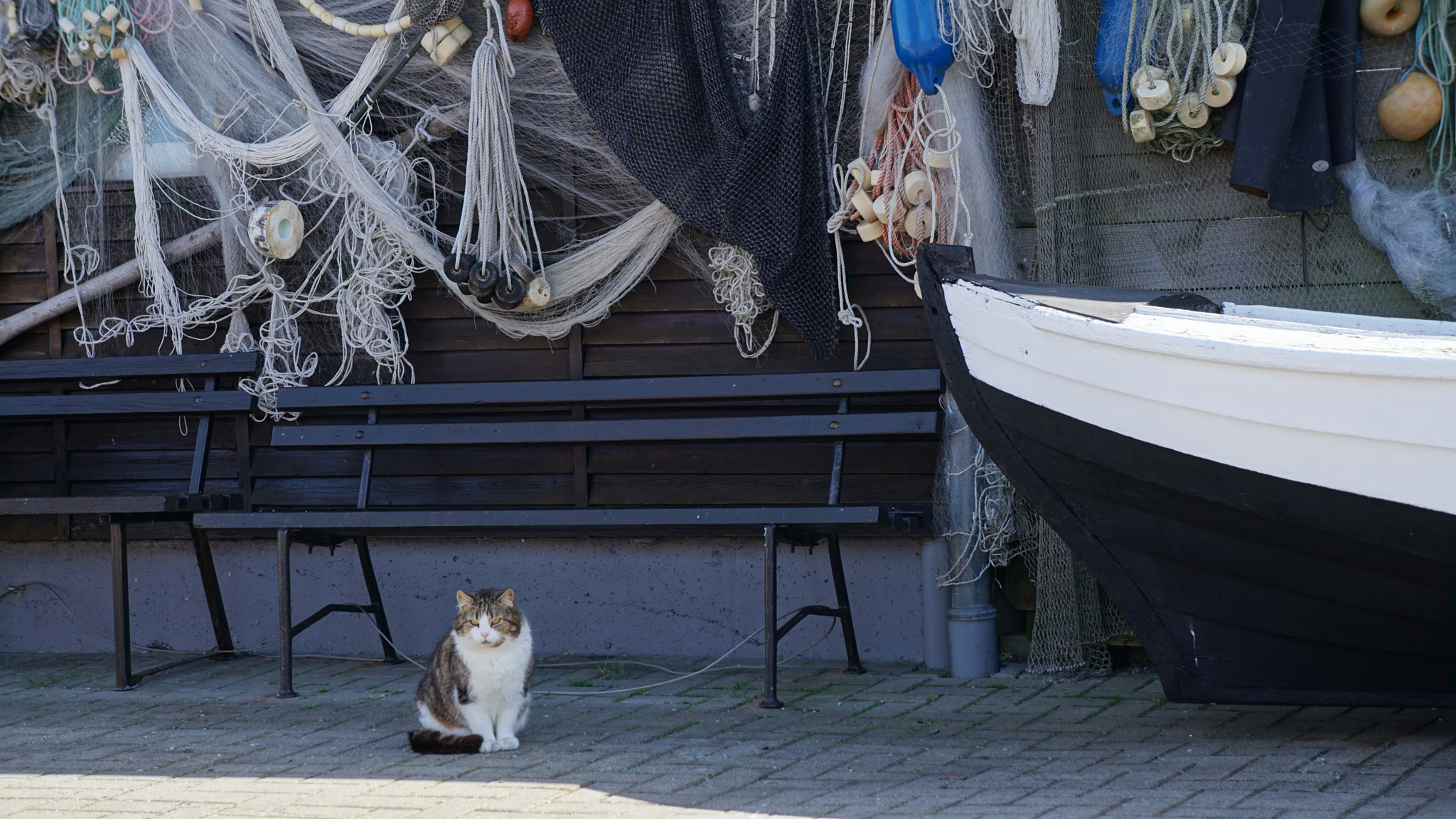 Sony E 18-55mm F3.5-5.6 OSS sample photo. The hungry cat photography