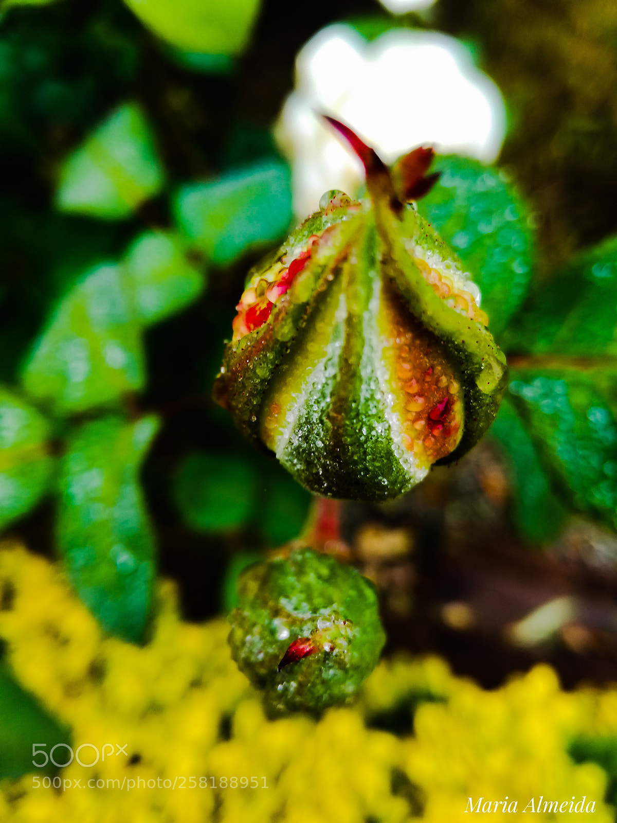 HUAWEI P9 LITE sample photo. Rose bud with rain photography