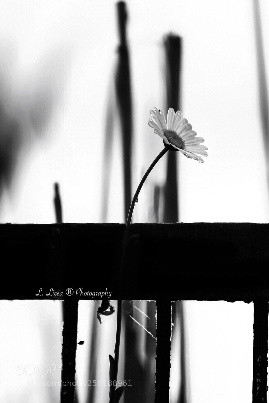 Canon EOS 6D Mark II sample photo. Time drops 44 photography