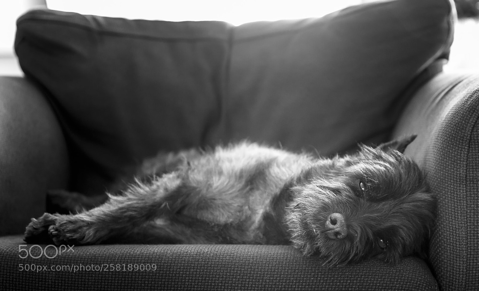 Canon EOS 6D sample photo. Chillin dog photography