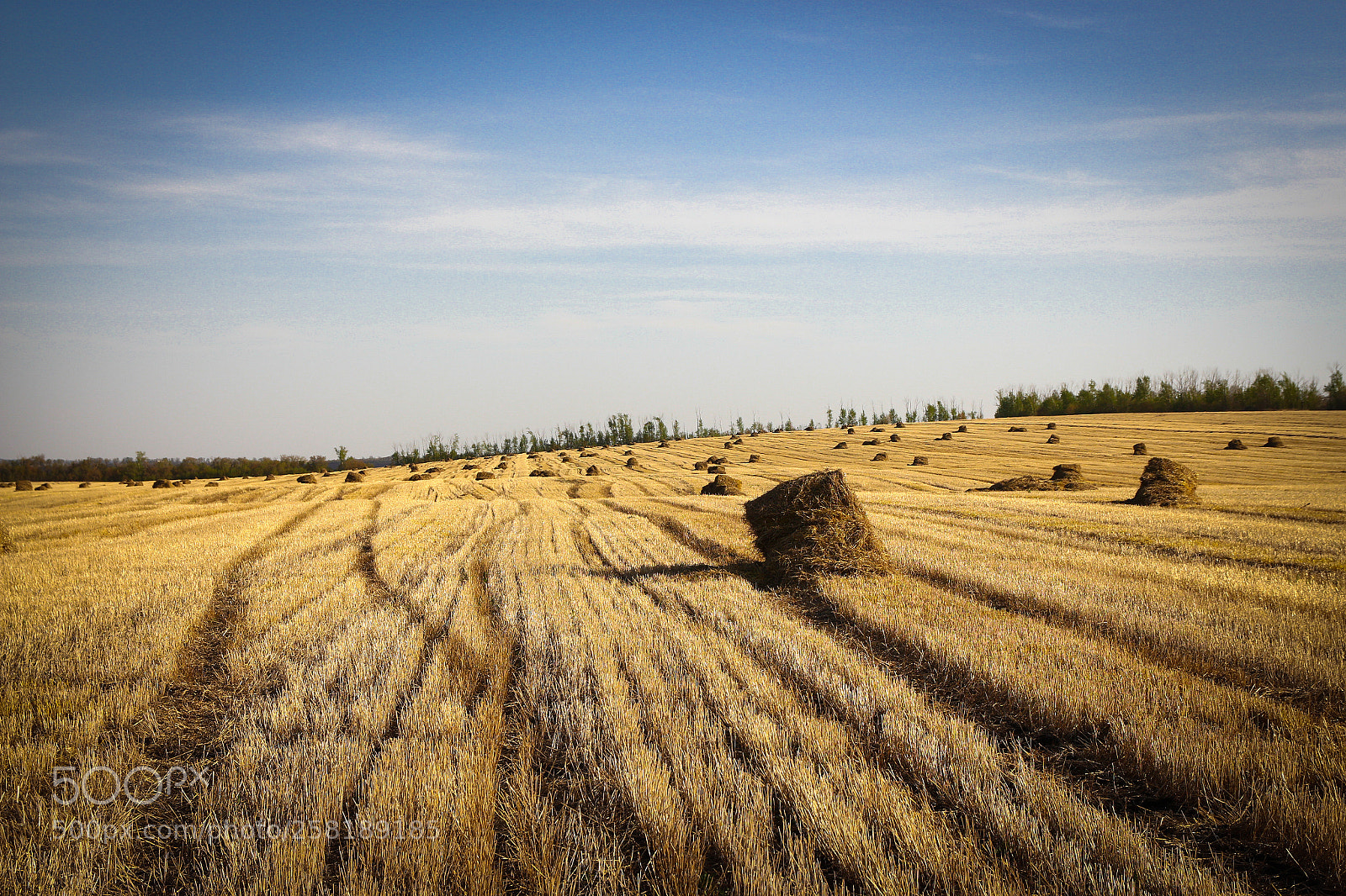 Canon EOS 650D (EOS Rebel T4i / EOS Kiss X6i) sample photo. Field photography