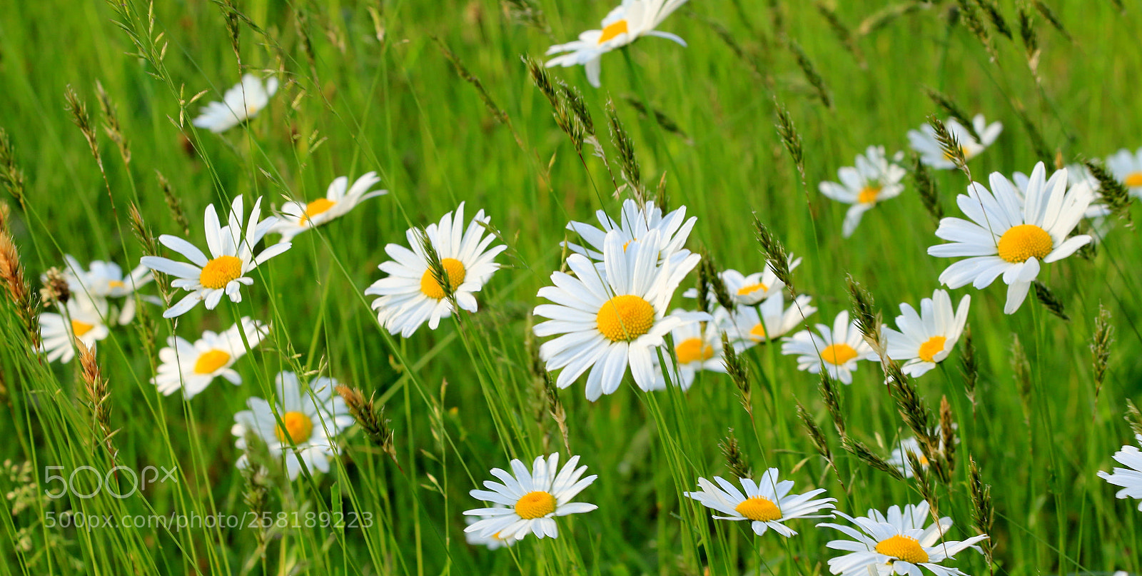 Canon EOS 70D sample photo. Hidden in the grass.... photography