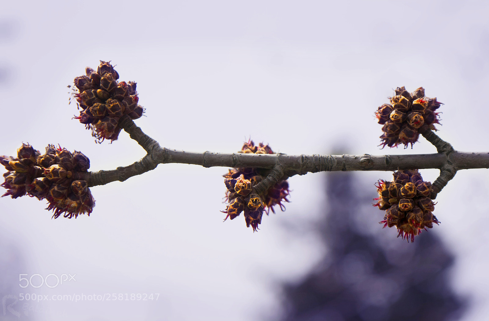 Nikon D3300 sample photo. My choice photography