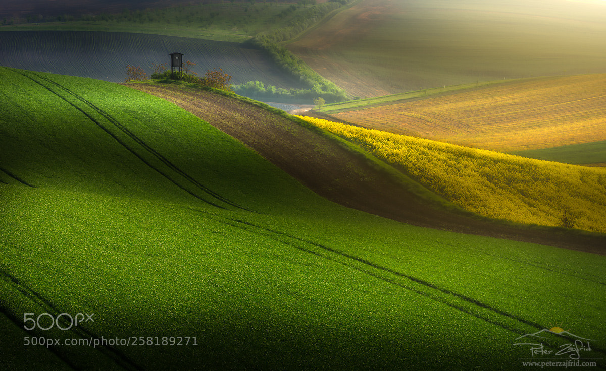 Nikon D810 sample photo. Morning light photography
