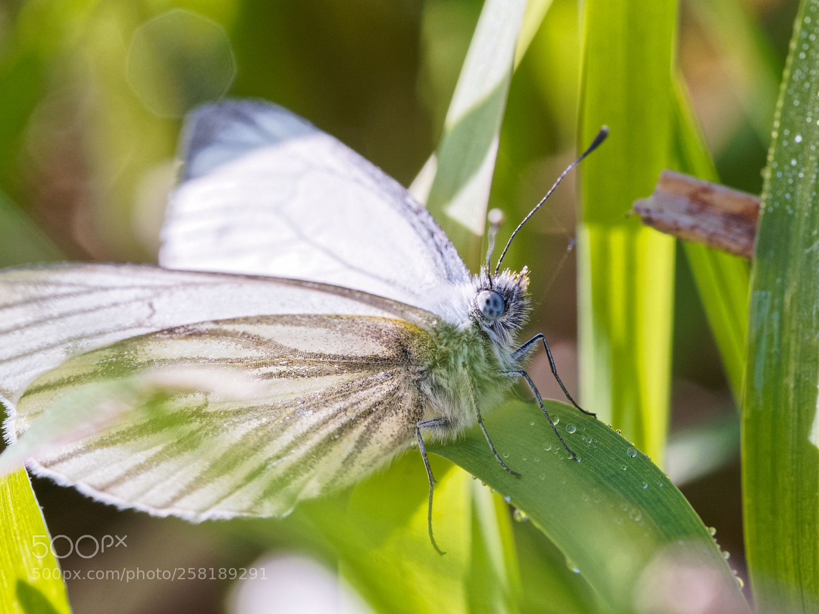 Olympus OM-D E-M5 II sample photo. Spring butterfly 1 photography