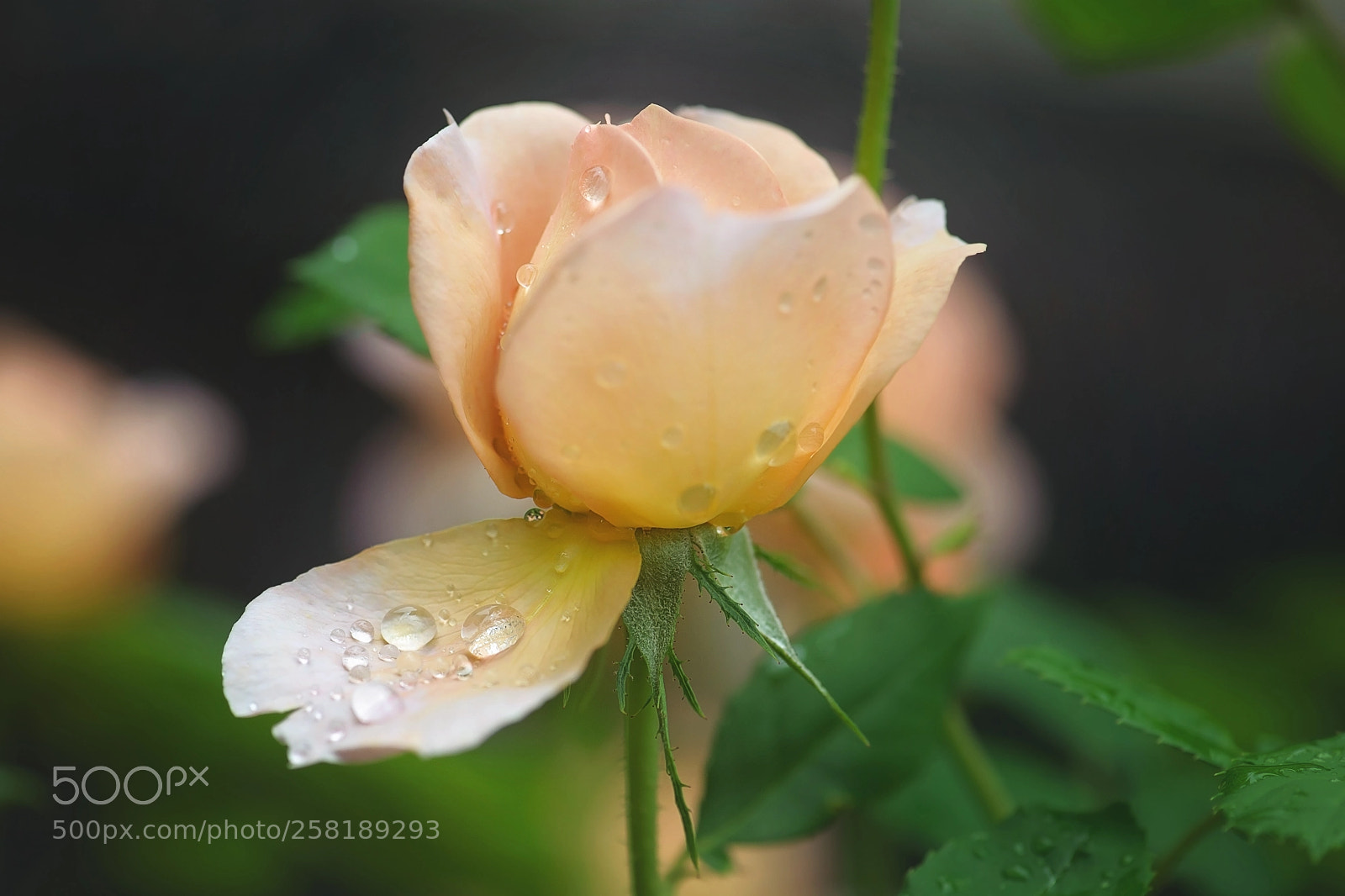 Nikon D700 sample photo. English rose photography