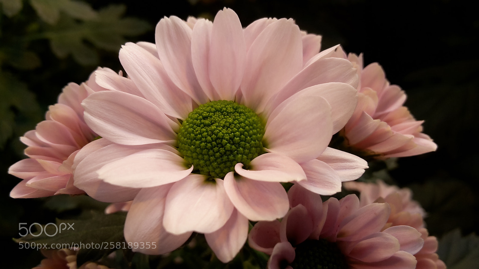 Samsung Galaxy S5 Mini sample photo. 20161216_115607.jpg photography
